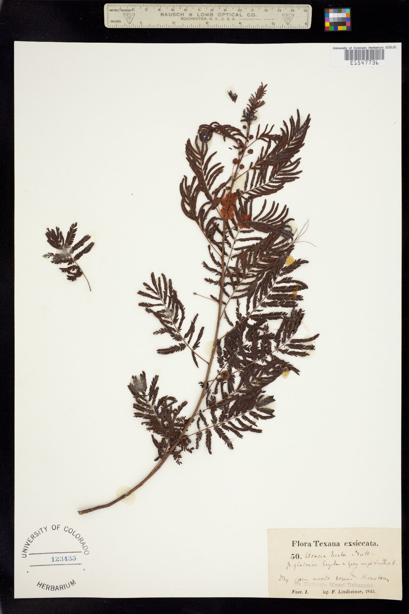 Acacia angustissima var. hirta image