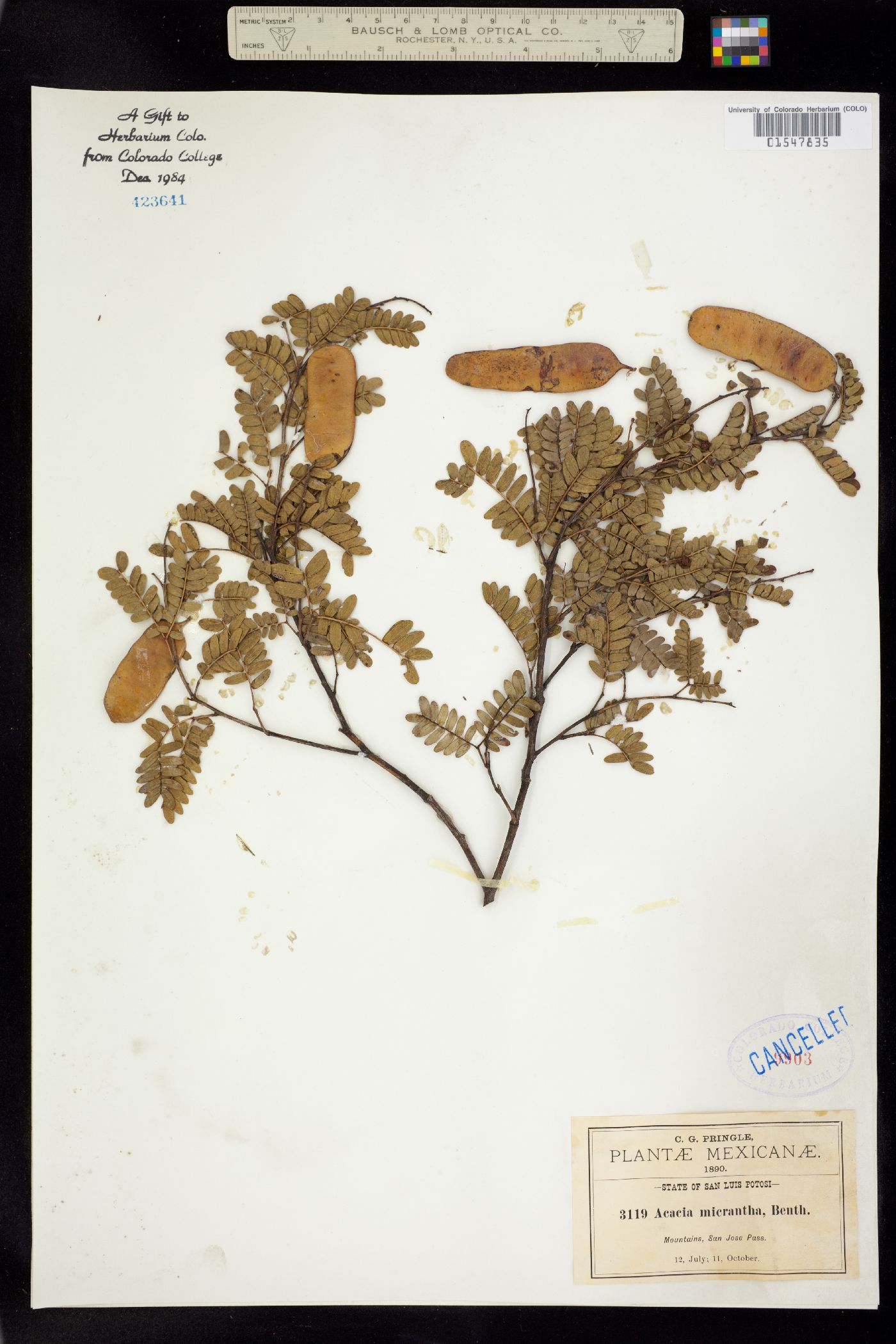 Acacia micrantha image