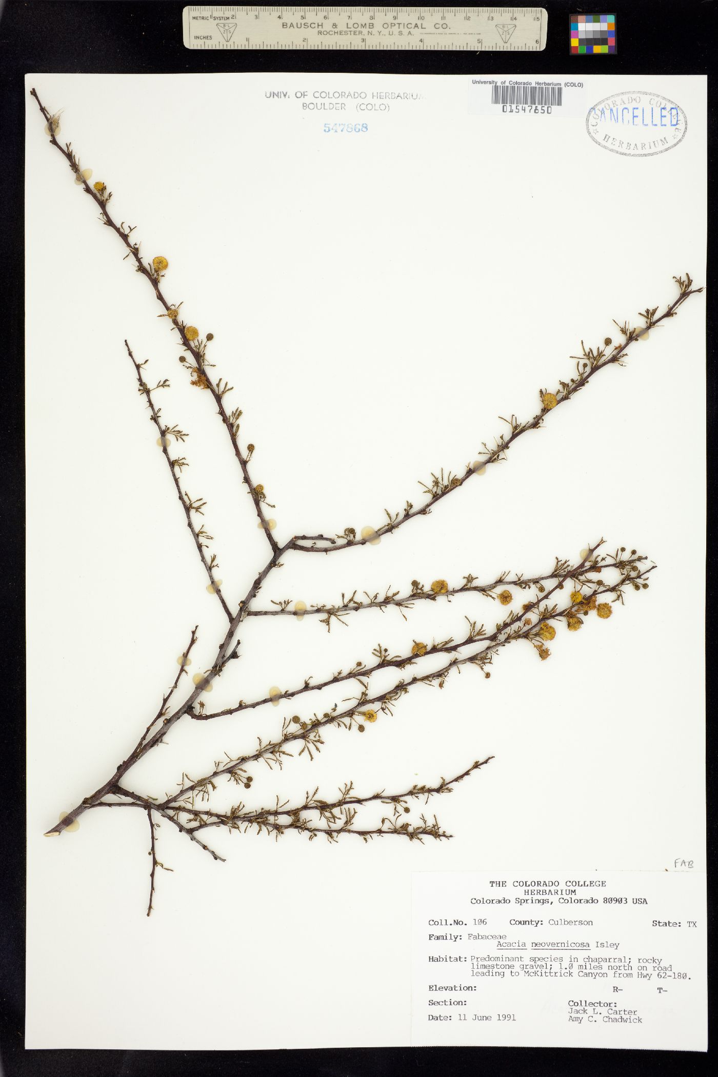 Vachellia vernicosa image