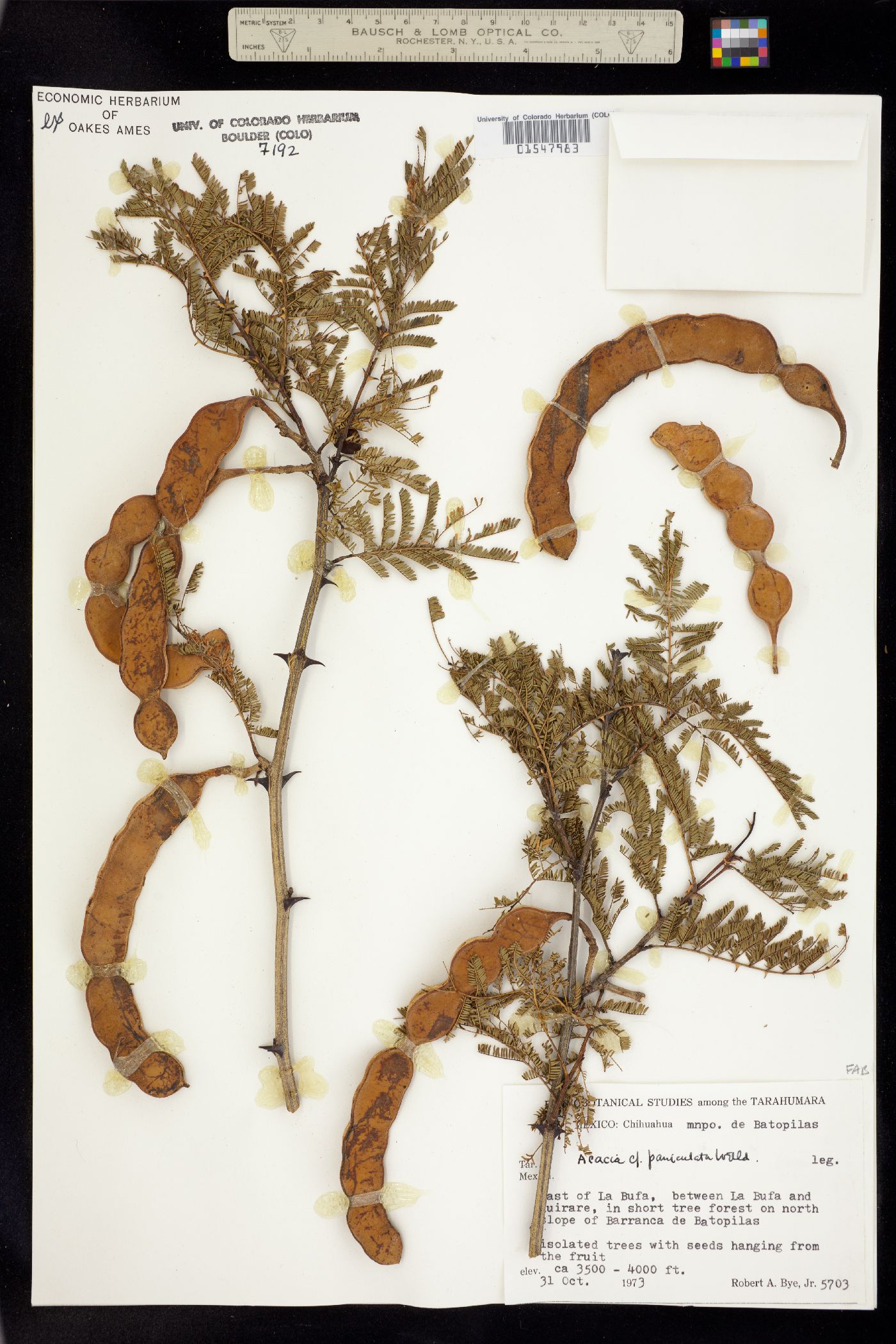 Acacia paniculata image
