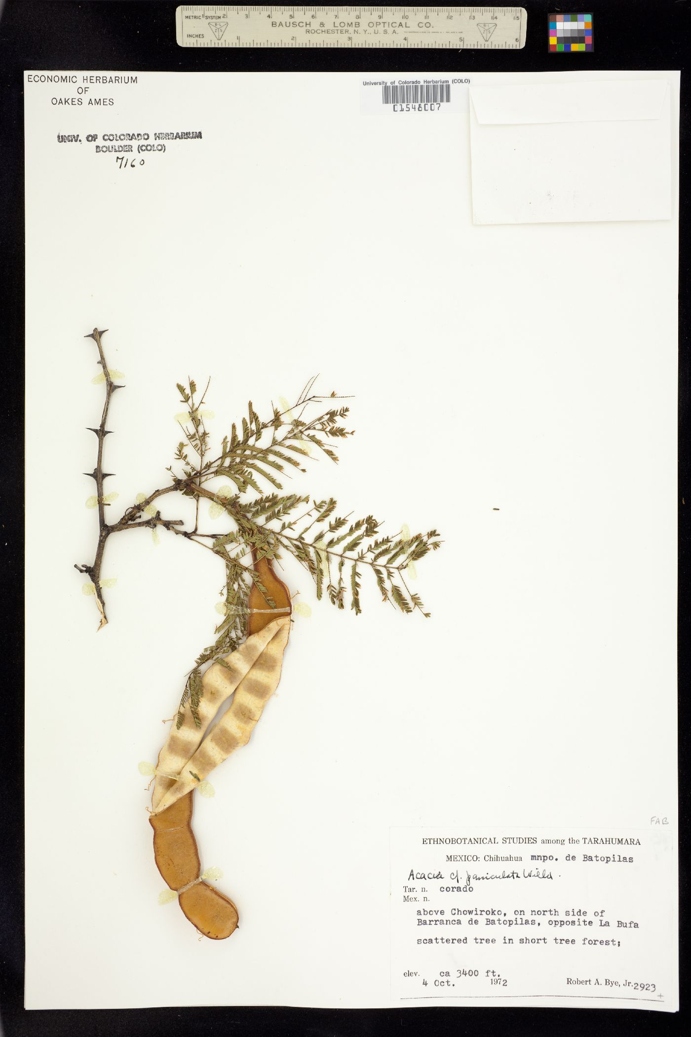 Acacia paniculata image