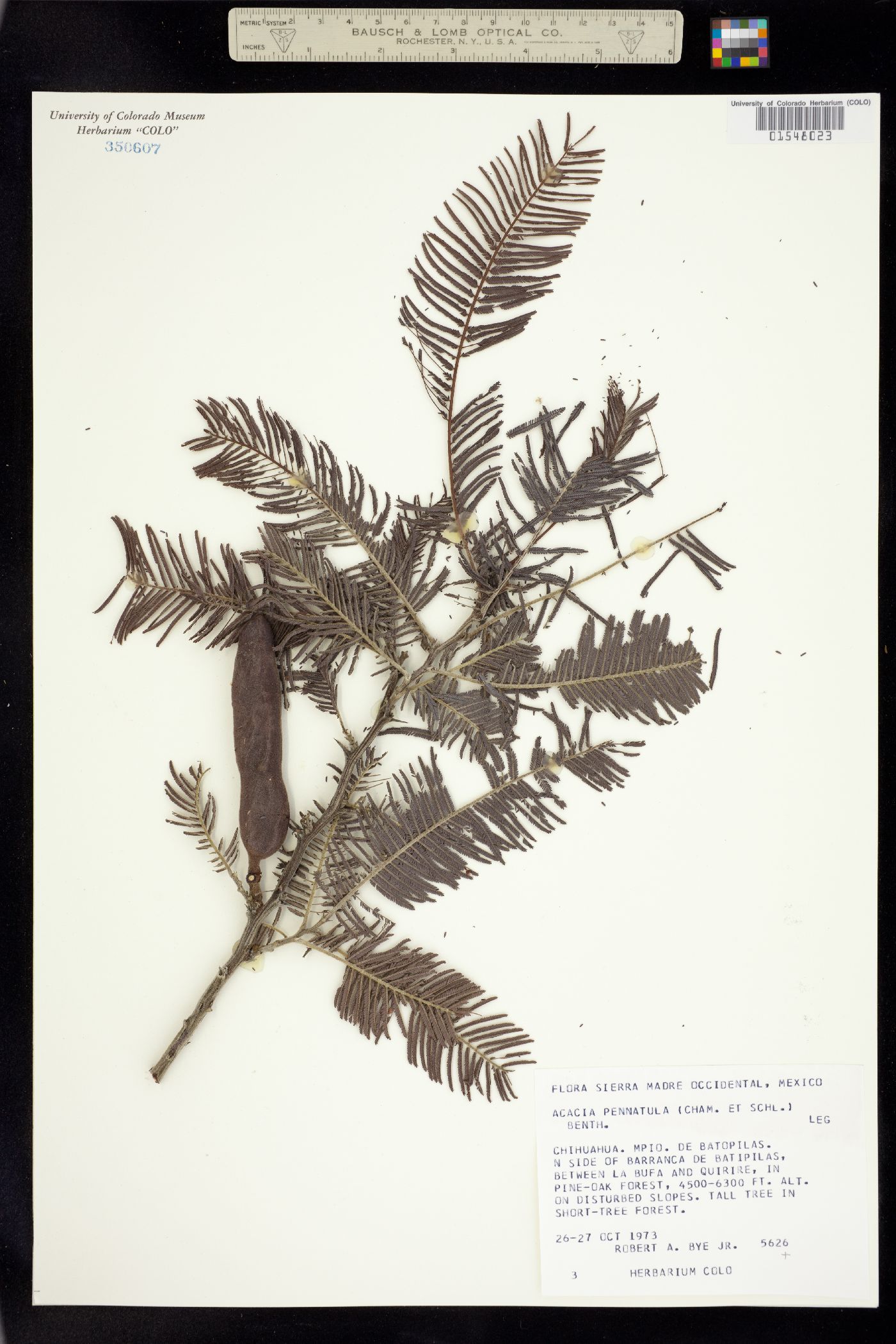 Vachellia pennatula image