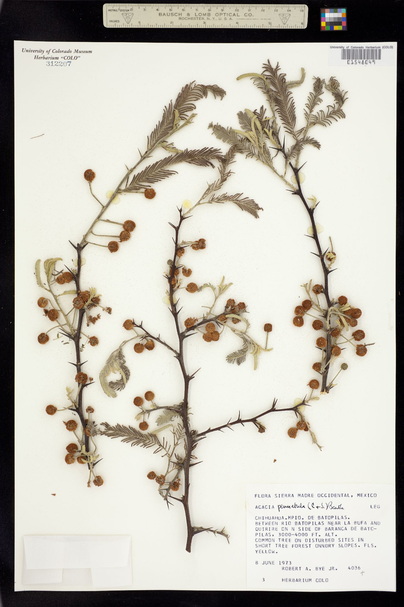 Vachellia pennatula image