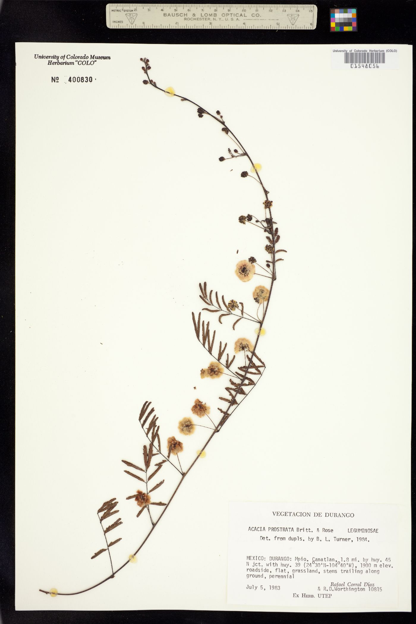 Acacia prostrata image