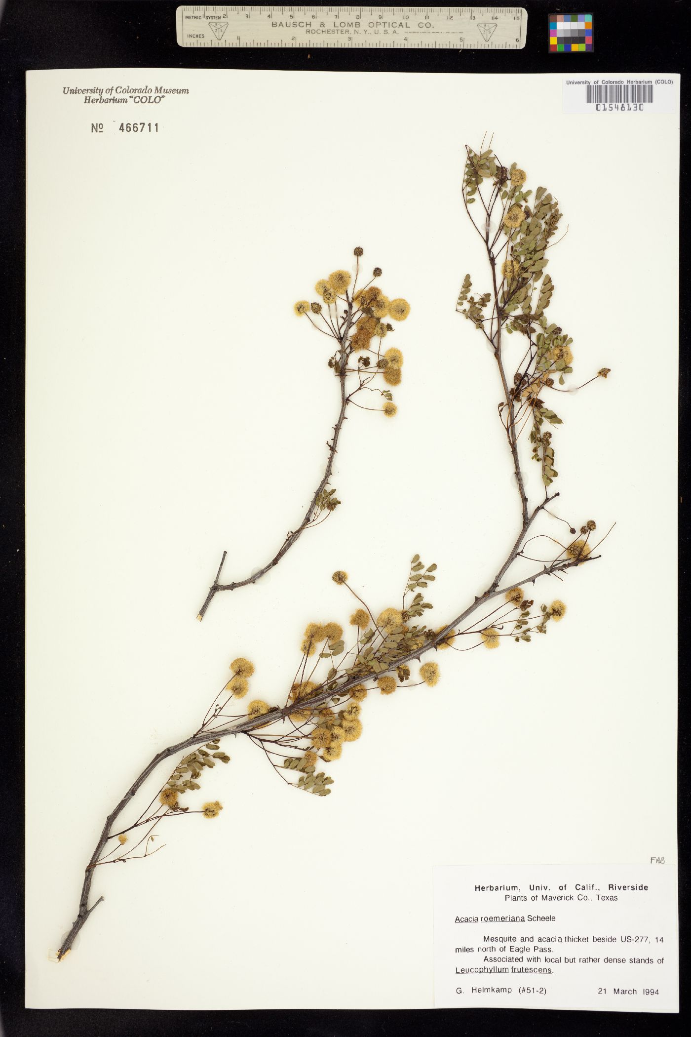 Senegalia roemeriana image