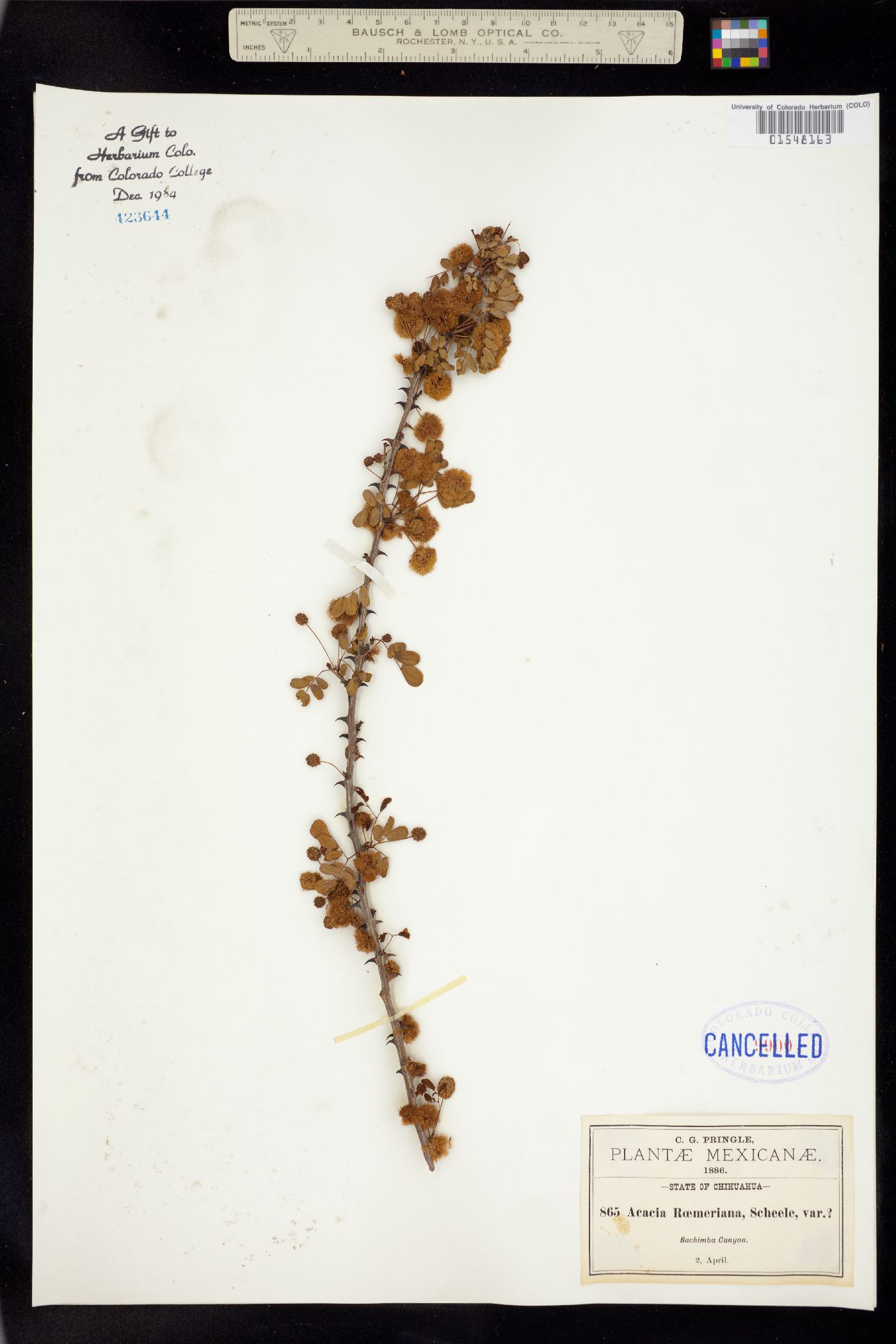 Senegalia roemeriana image