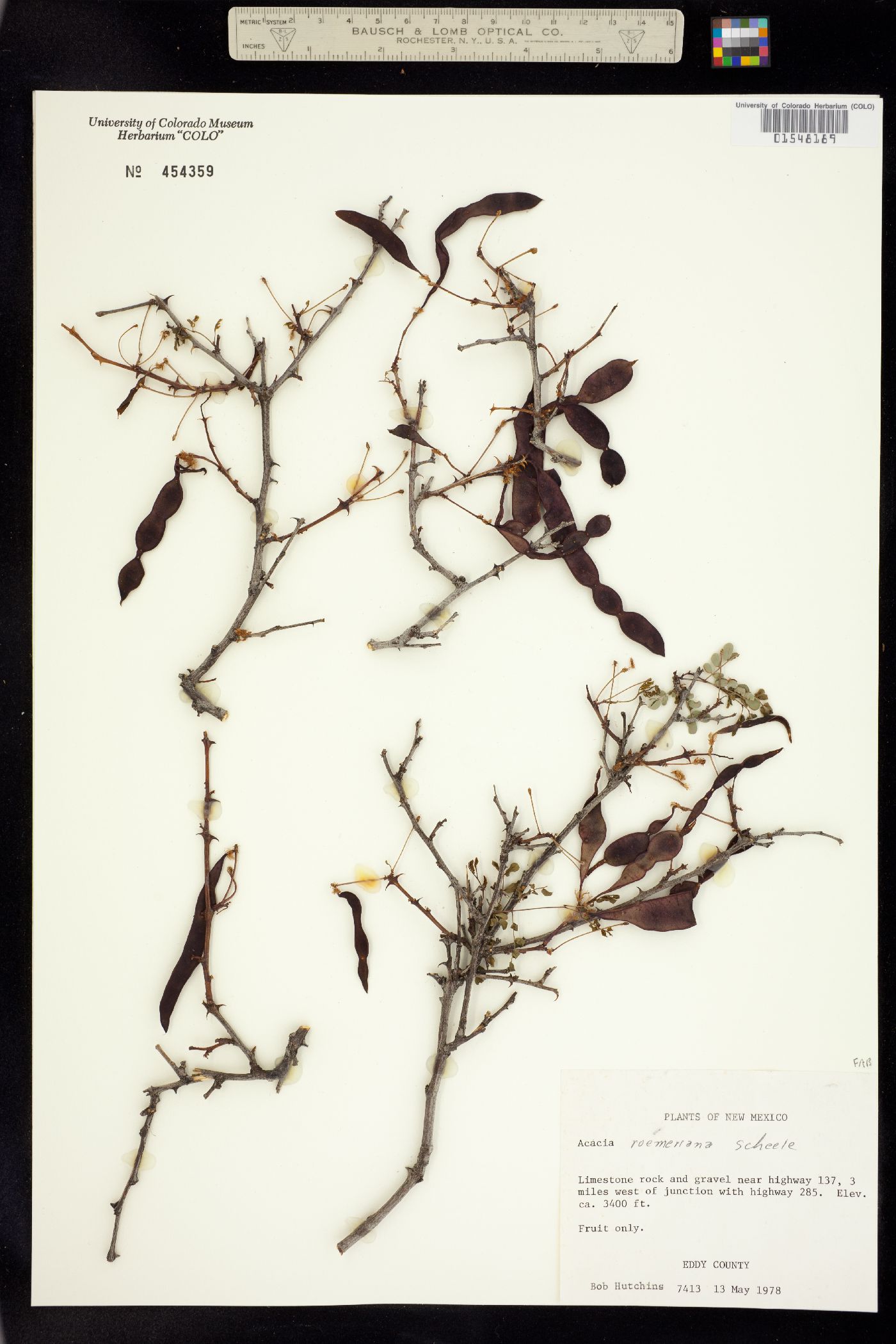 Senegalia roemeriana image