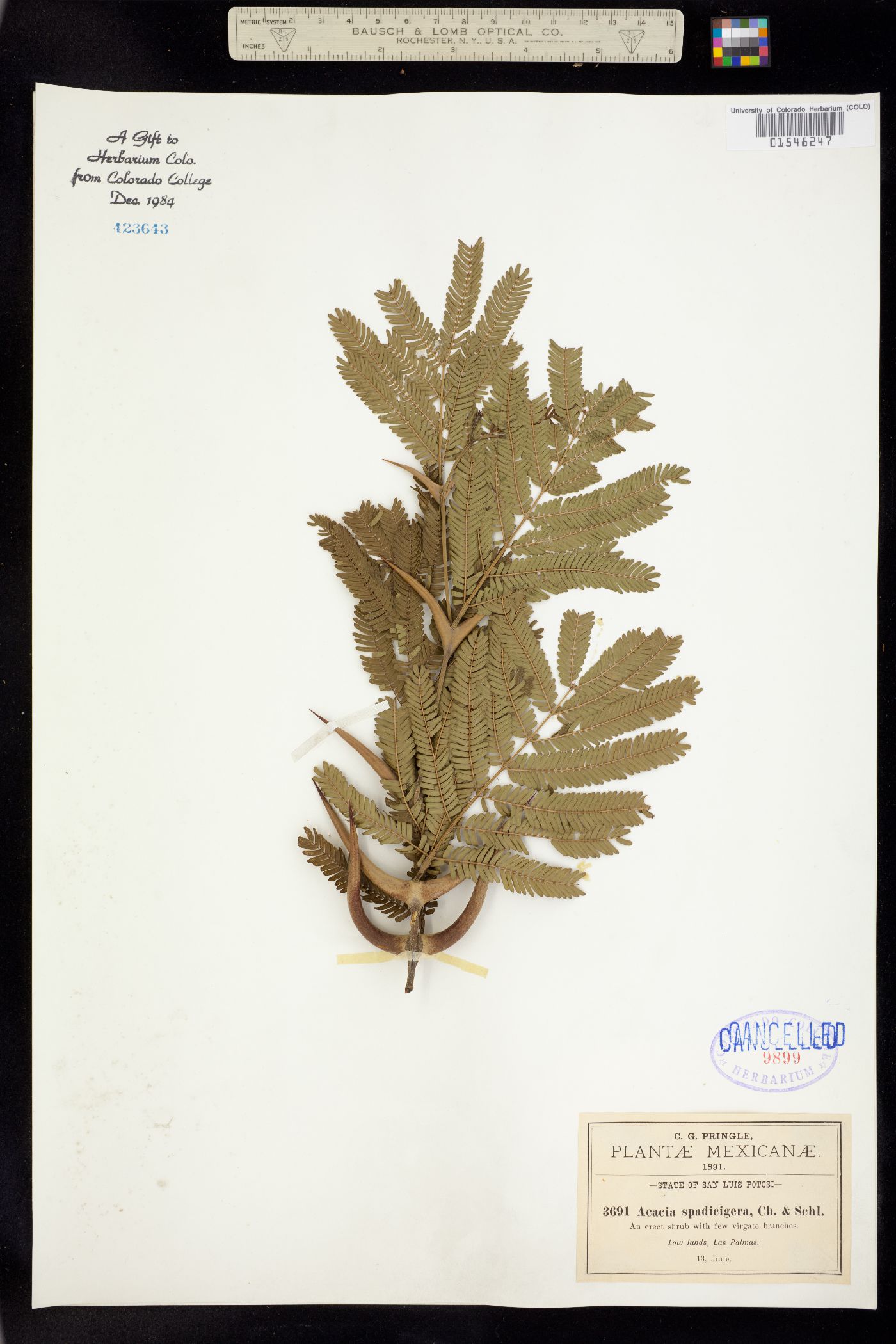 Acacia collinsii image