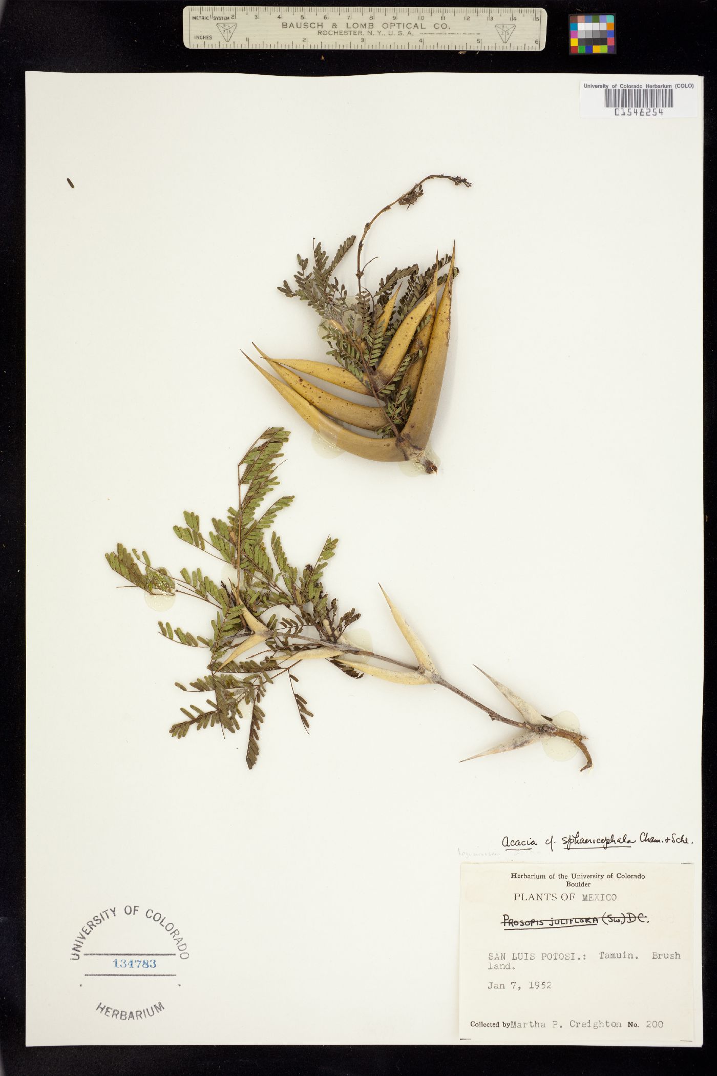 Vachellia sphaerocephala image