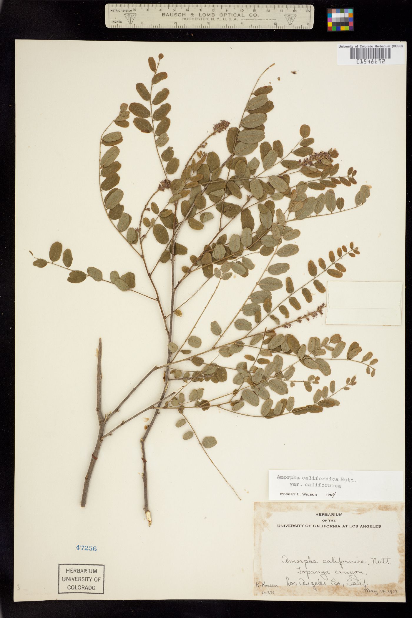 Amorpha californica image