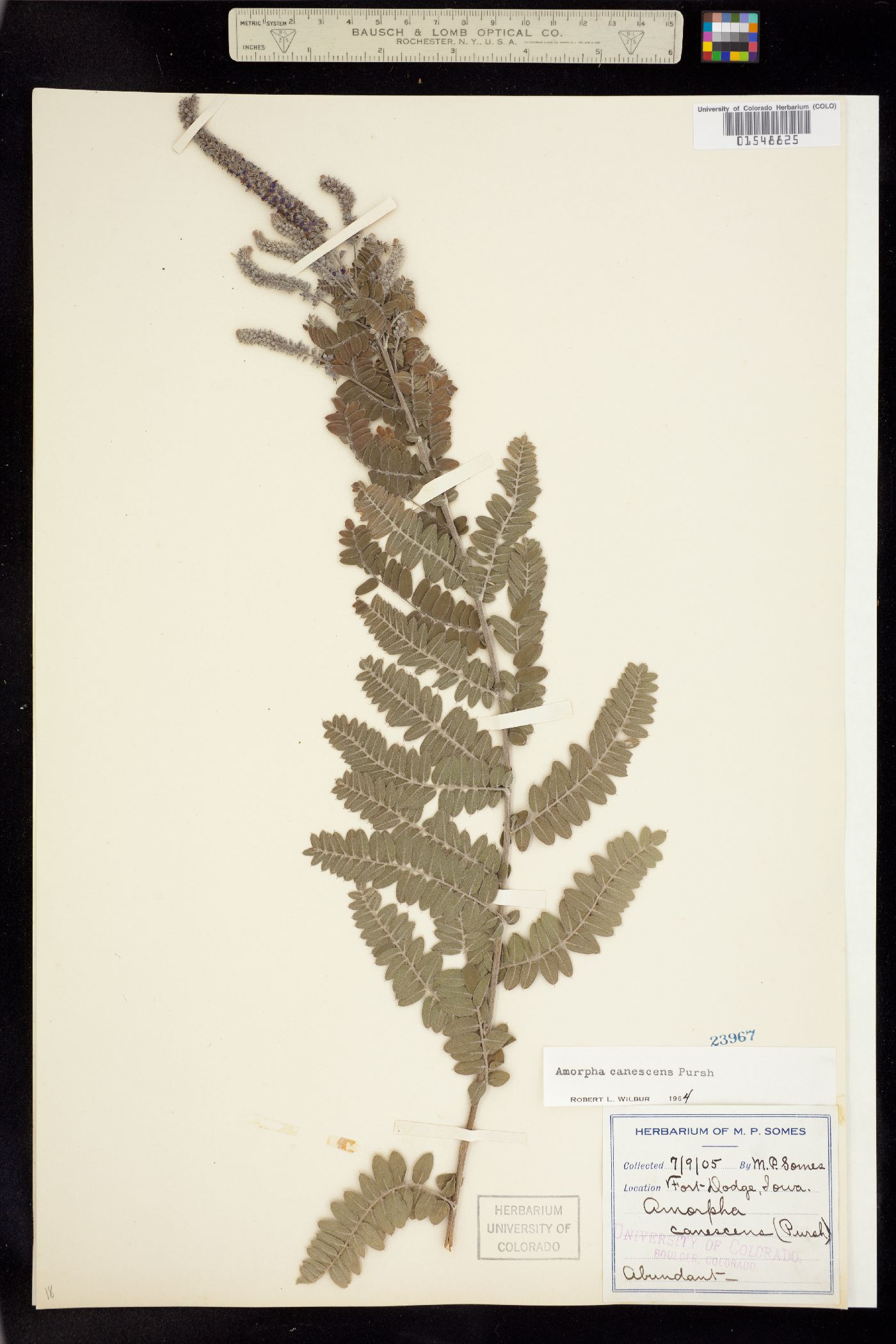 Amorpha canescens image