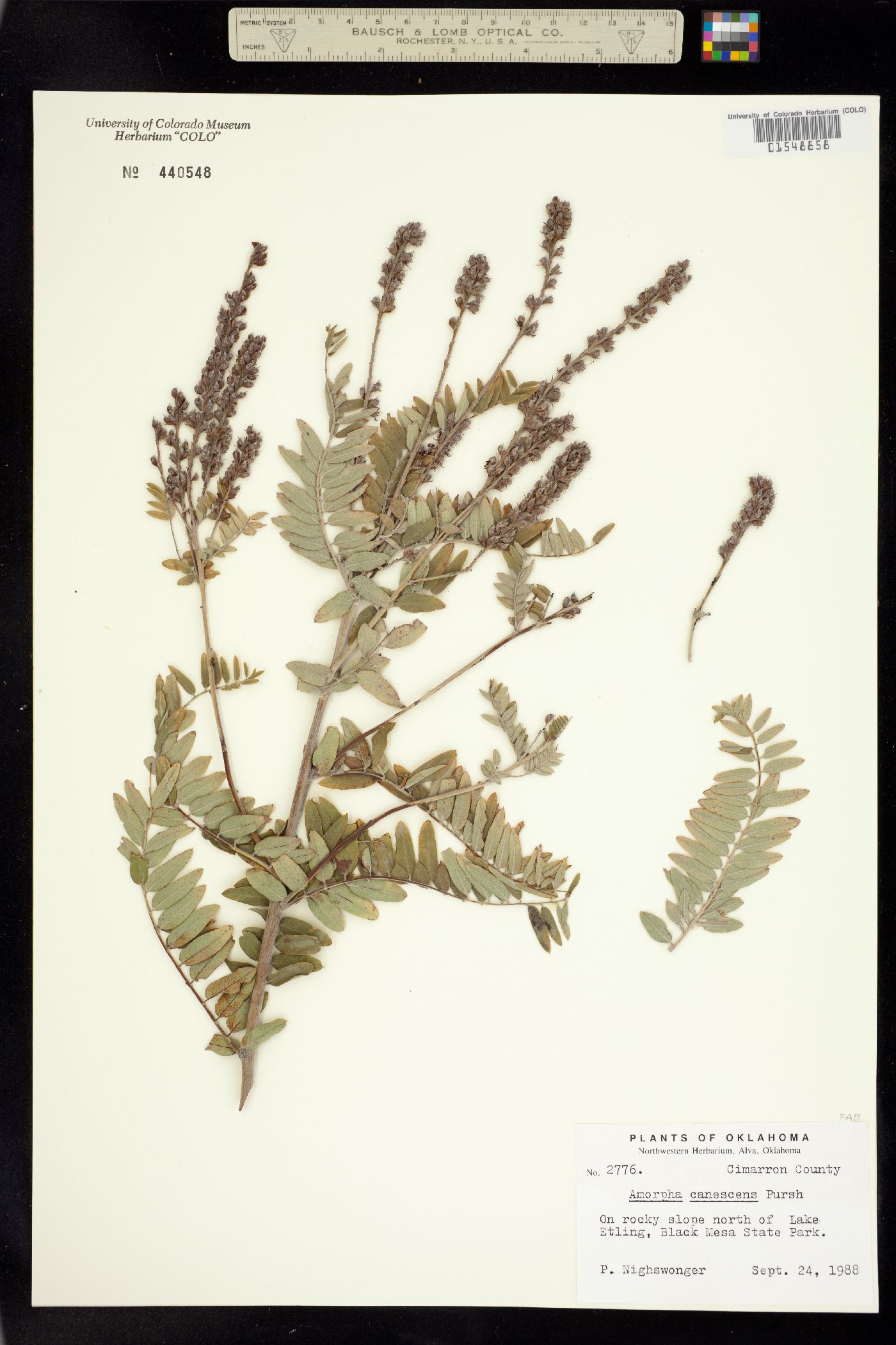 Amorpha canescens image