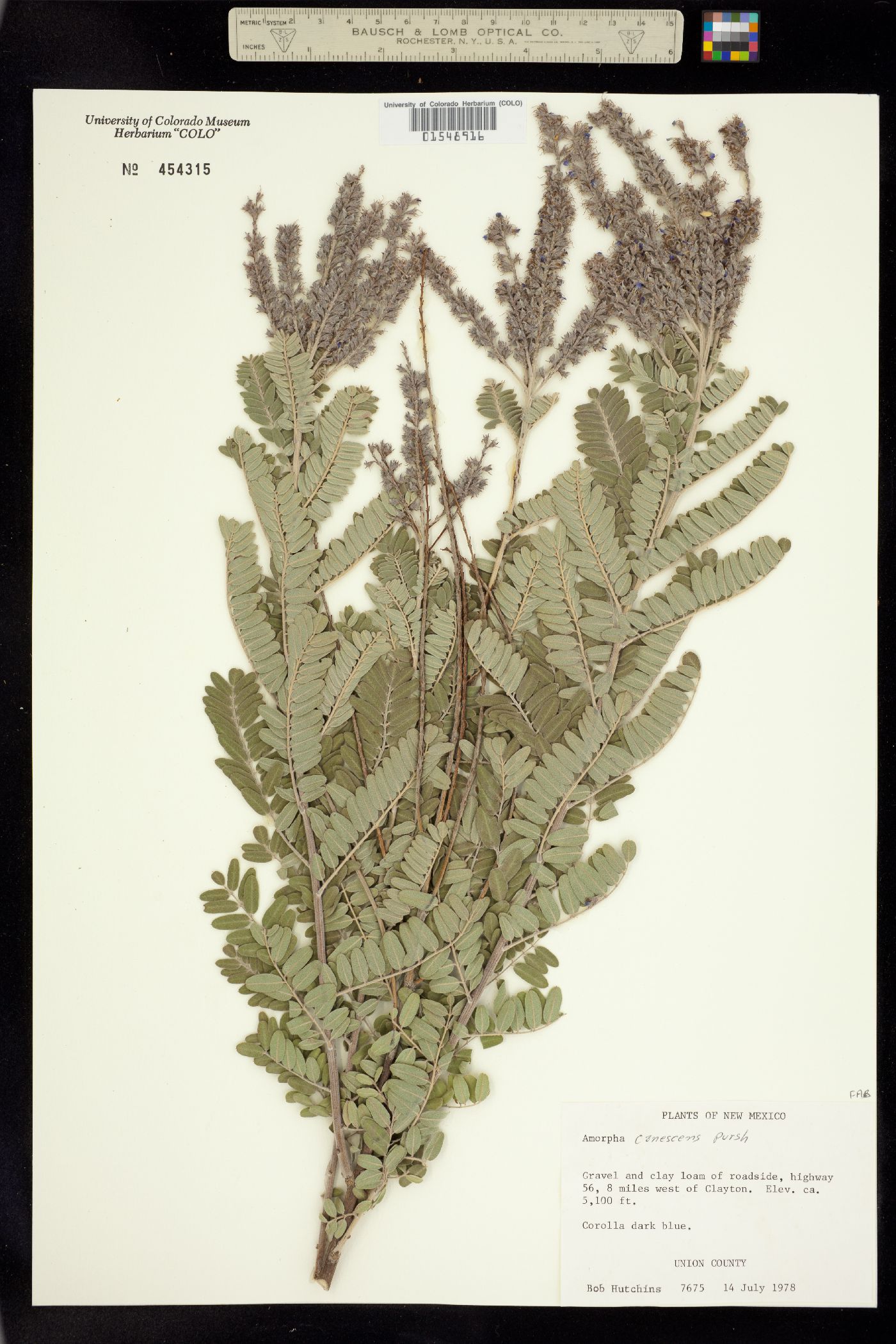 Amorpha canescens image