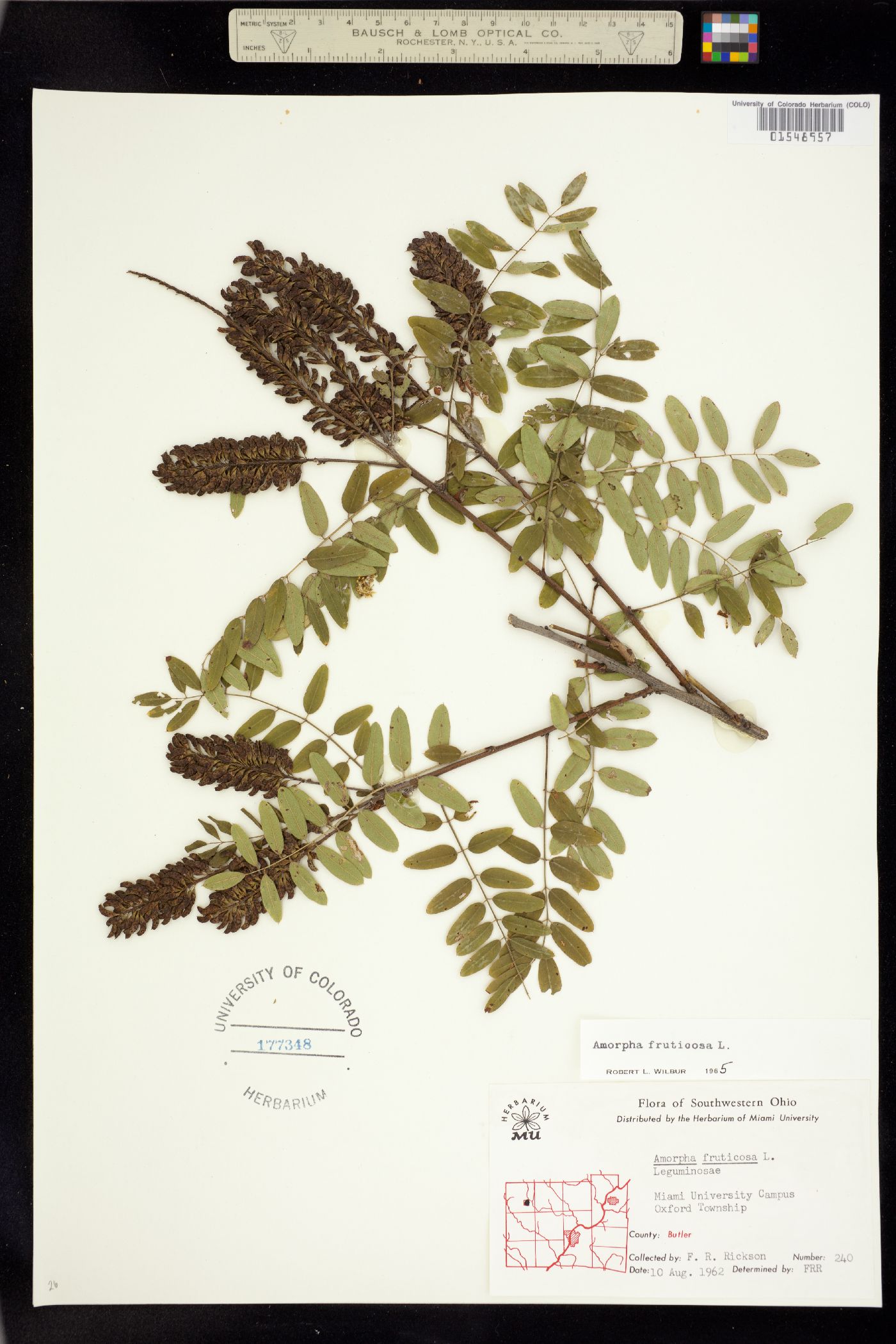 Amorpha fruticosa image