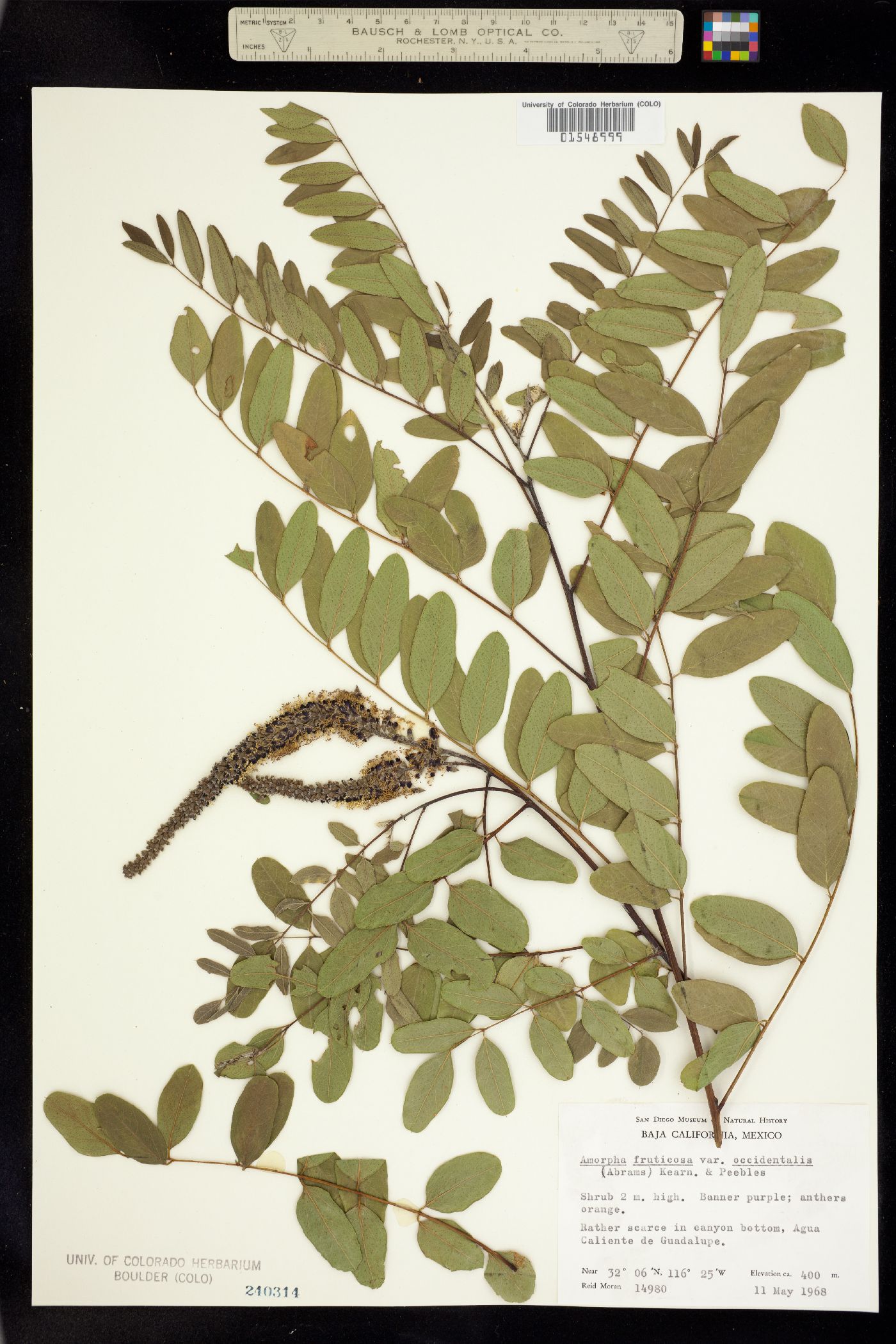 Amorpha fruticosa image