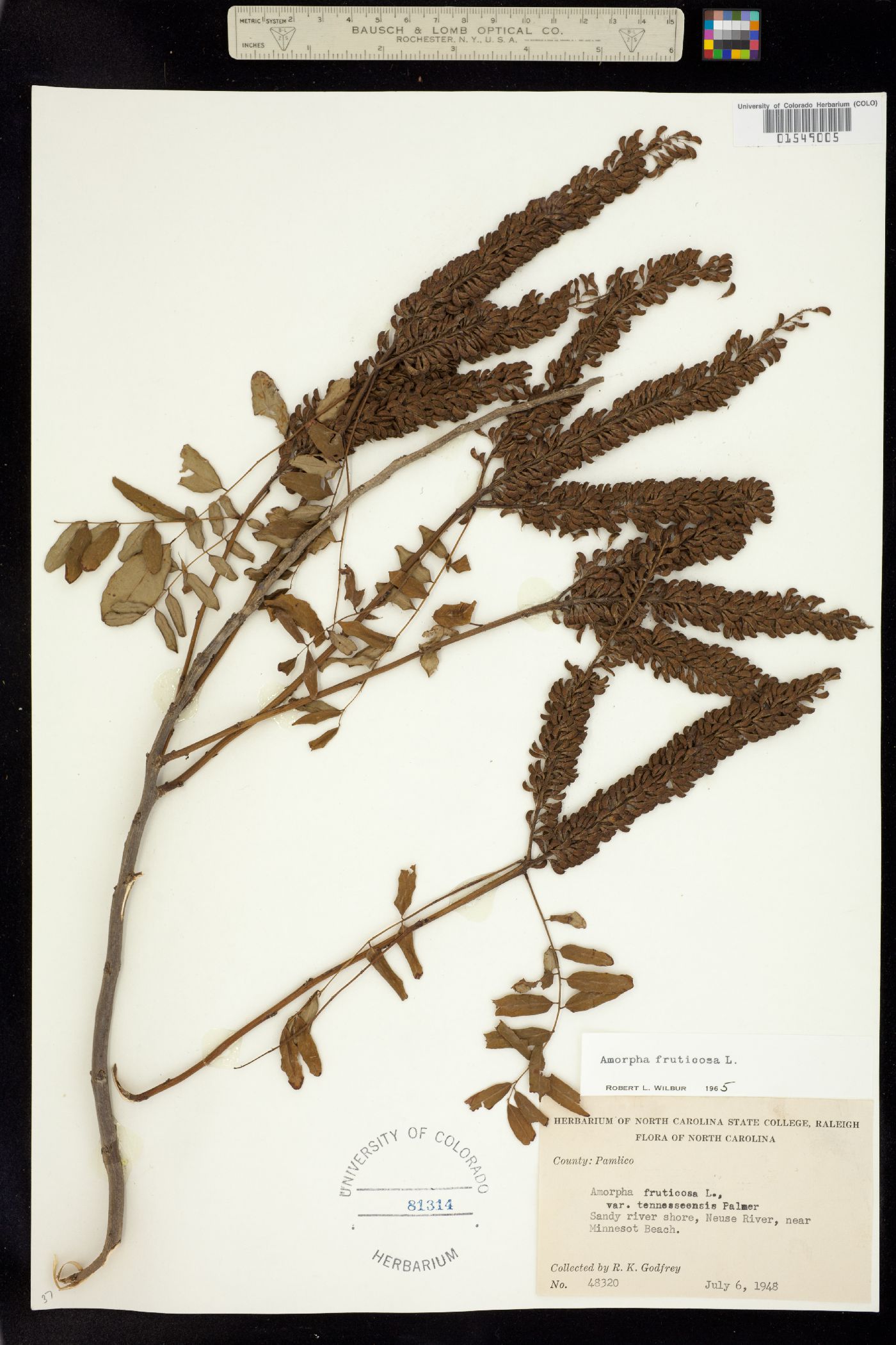 Amorpha fruticosa image