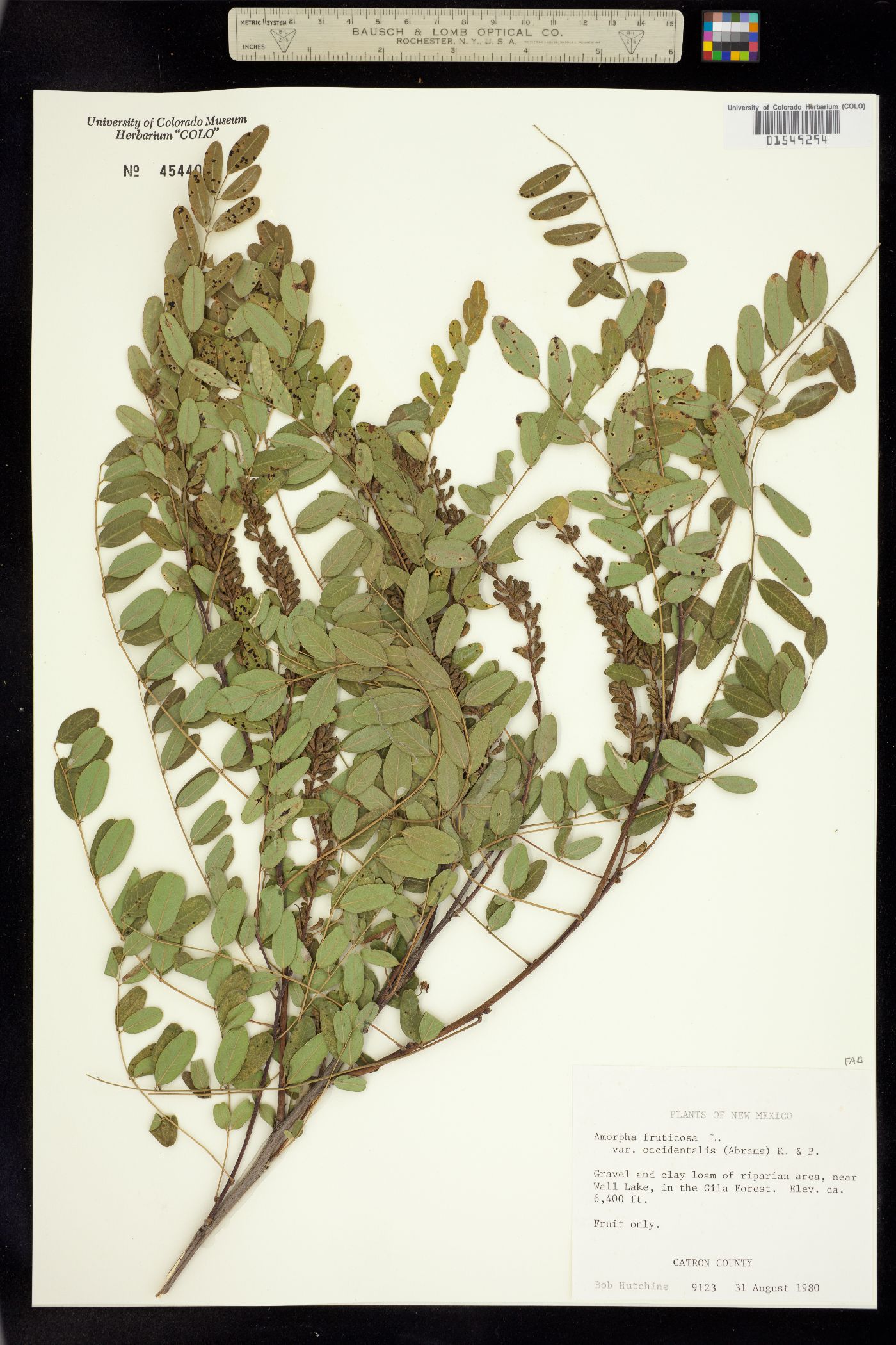 Amorpha fruticosa image