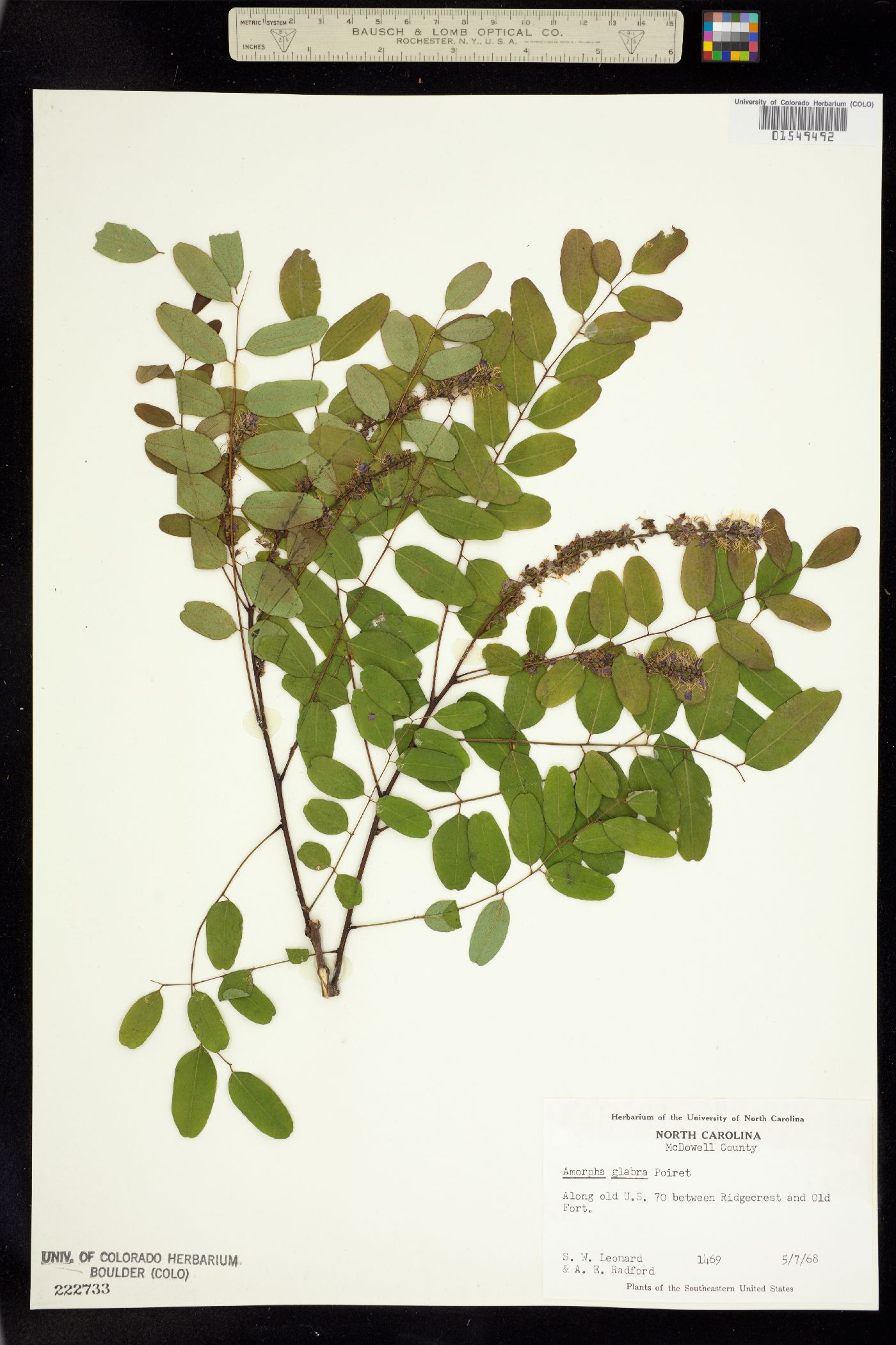 Amorpha glabra image