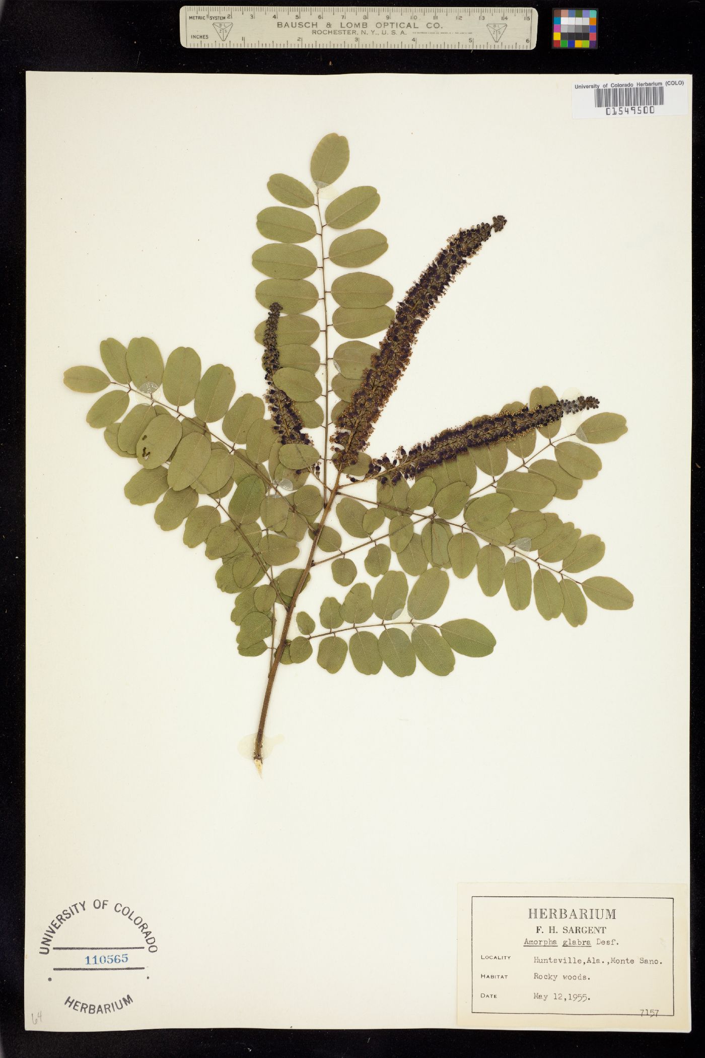 Amorpha glabra image