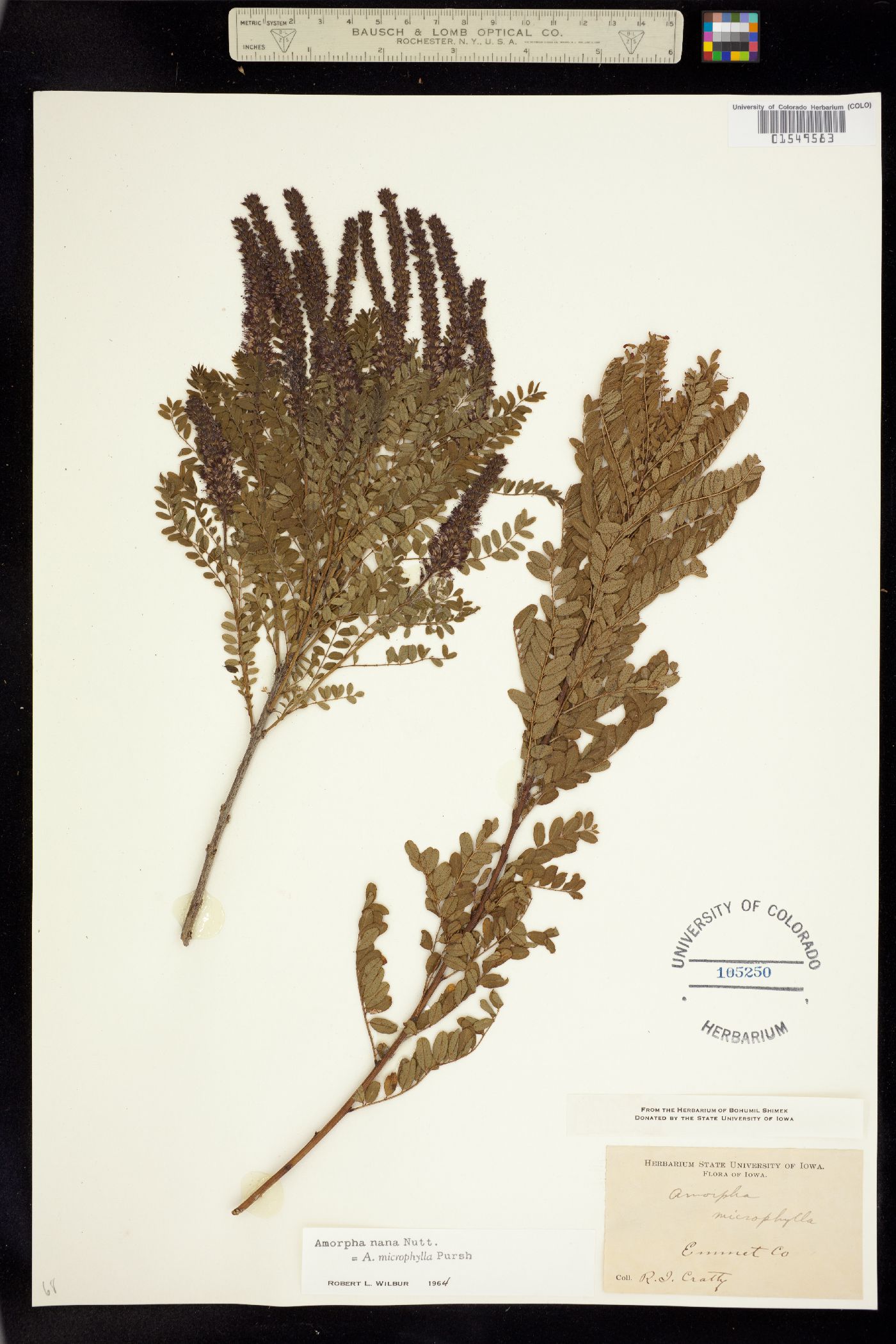 Amorpha nana image
