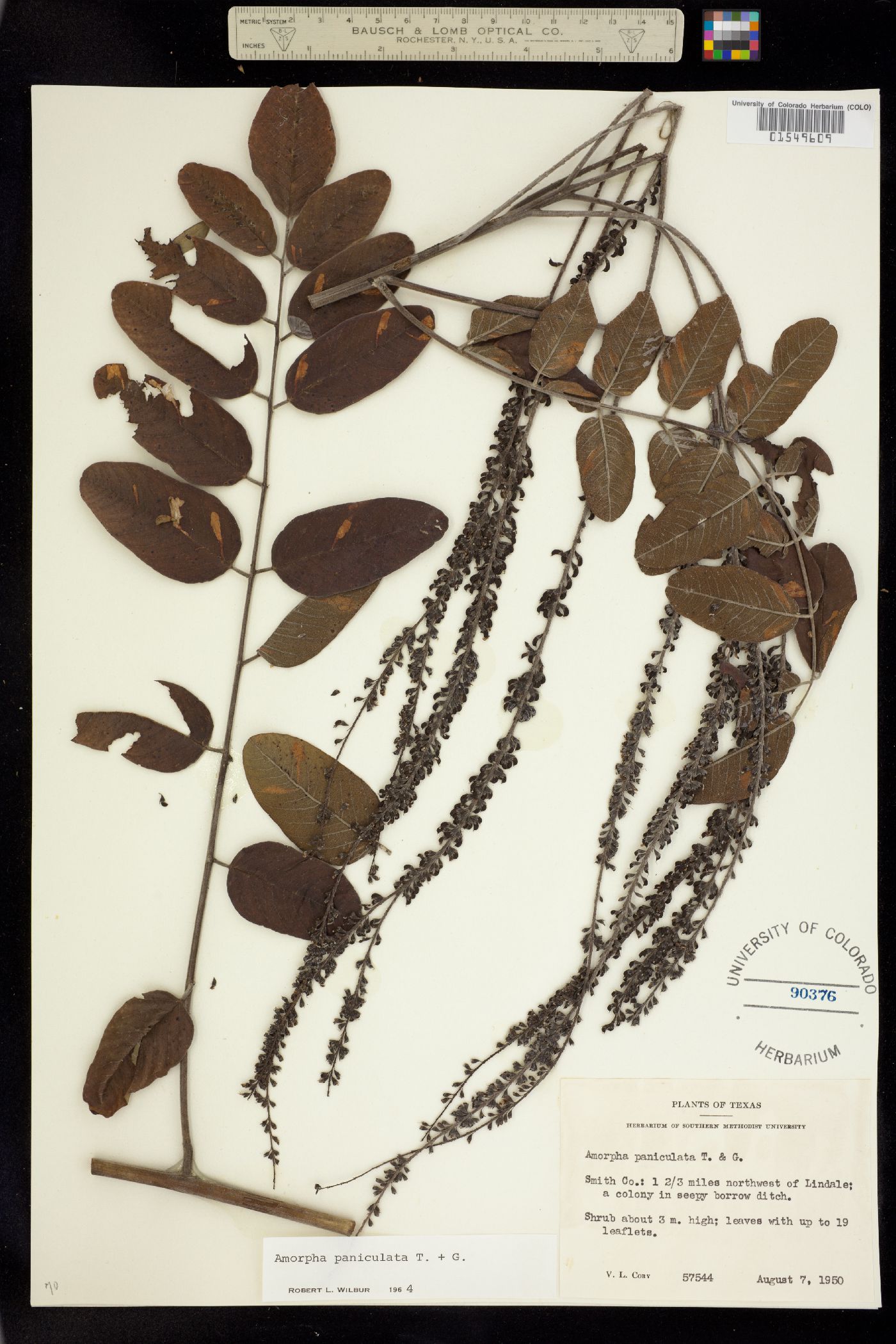 Amorpha paniculata image