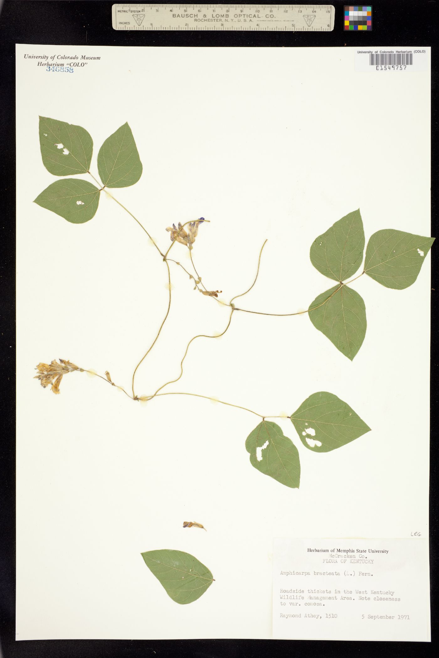 Amphicarpaea bracteata image