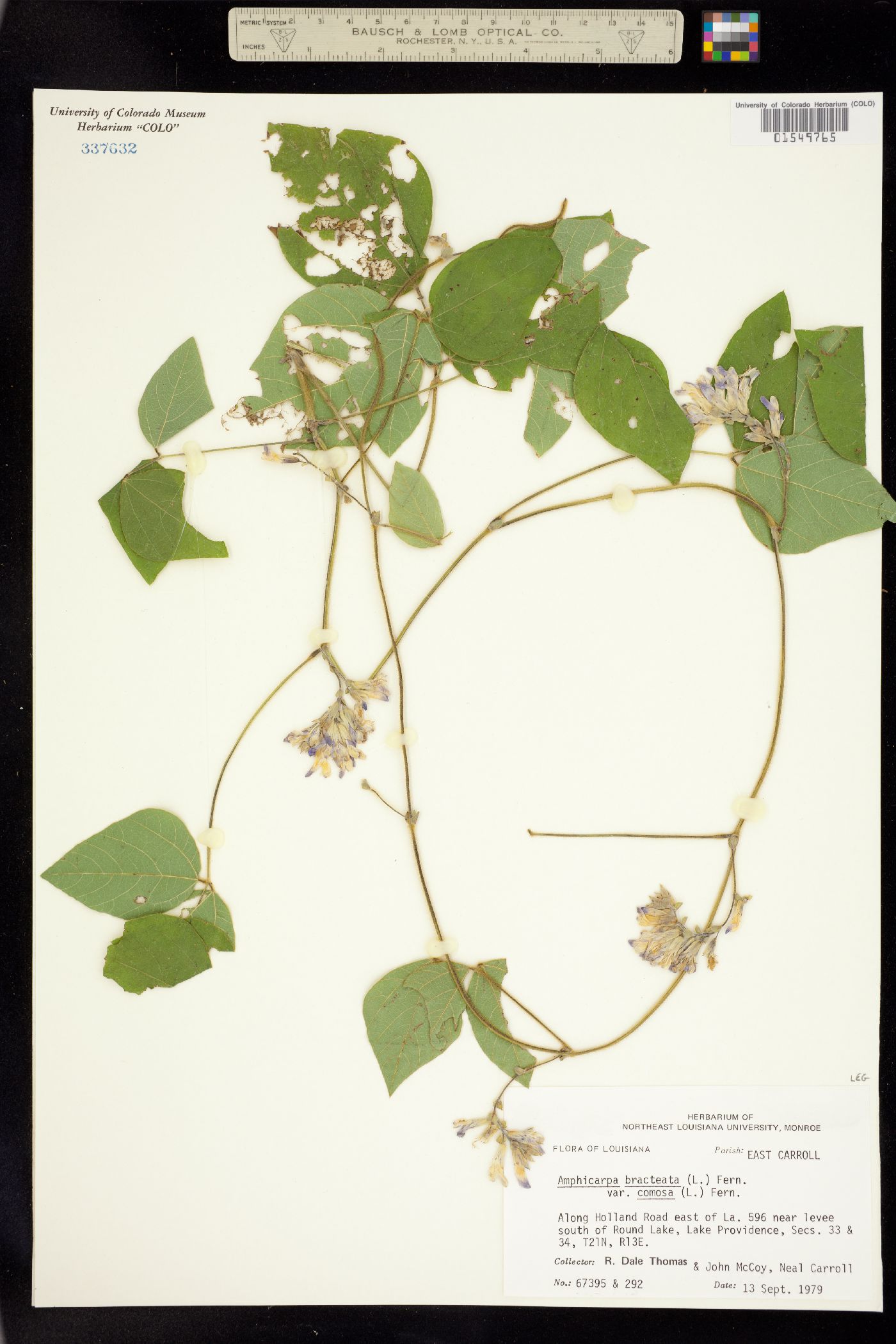 Amphicarpaea bracteata image