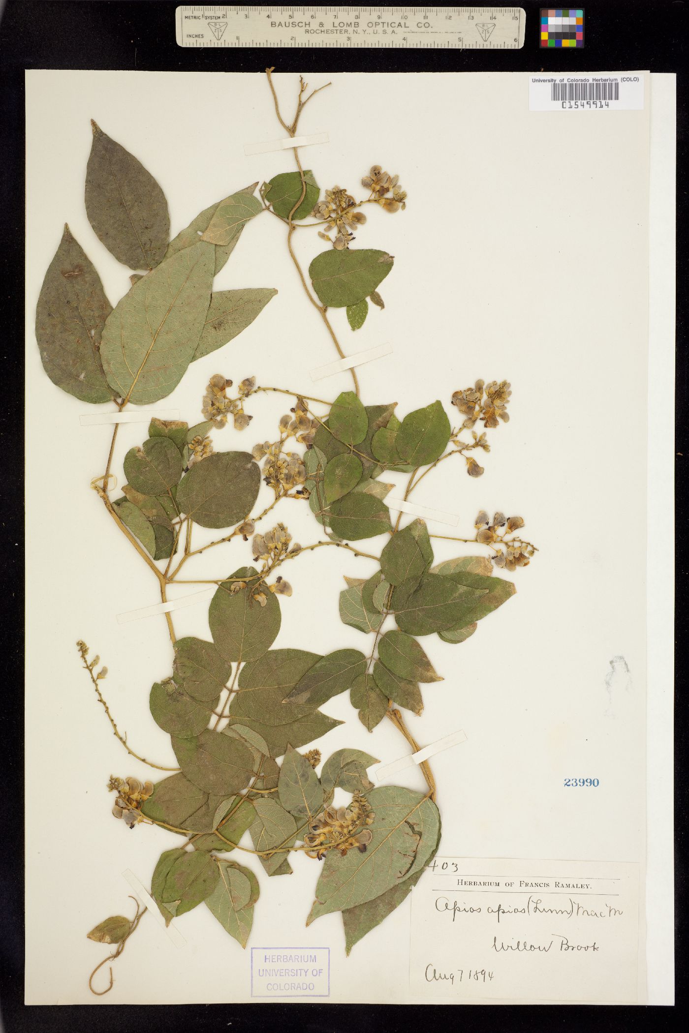 Apios americana image