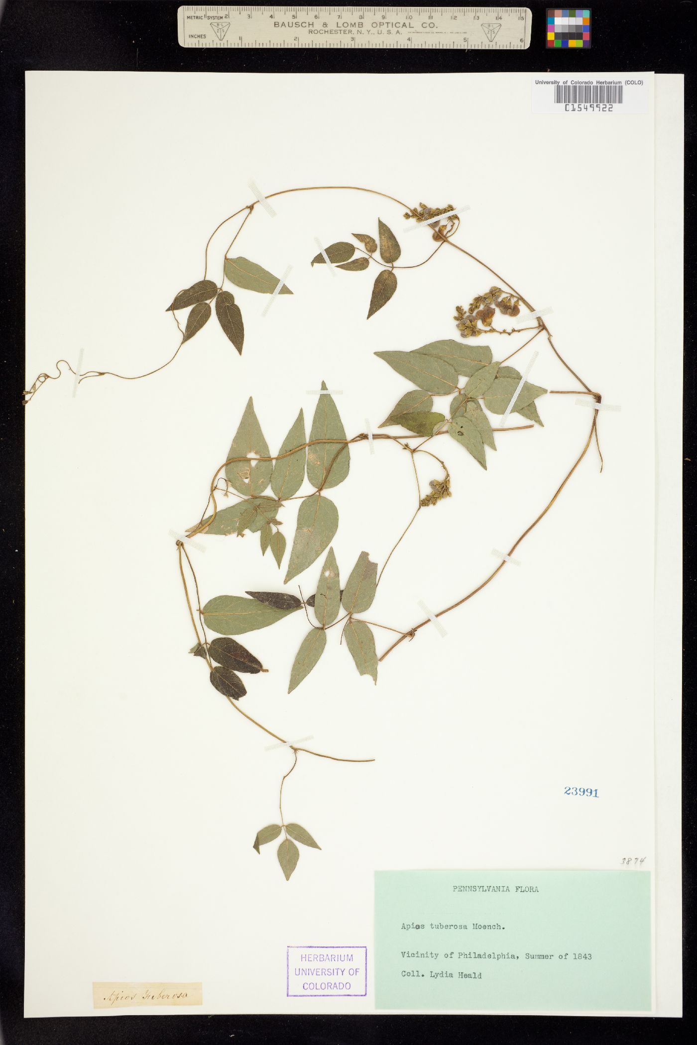 Apios americana image