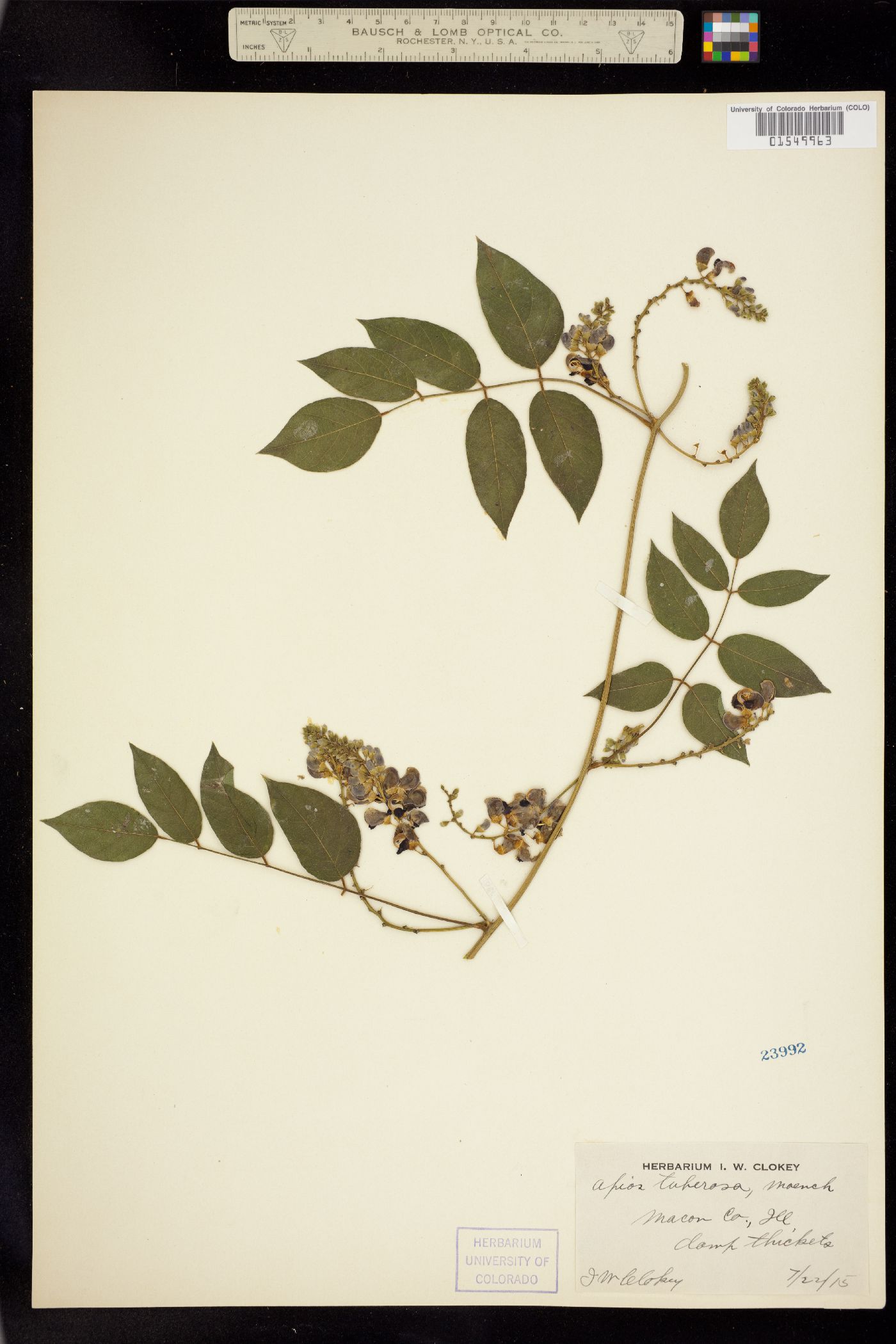 Apios americana image