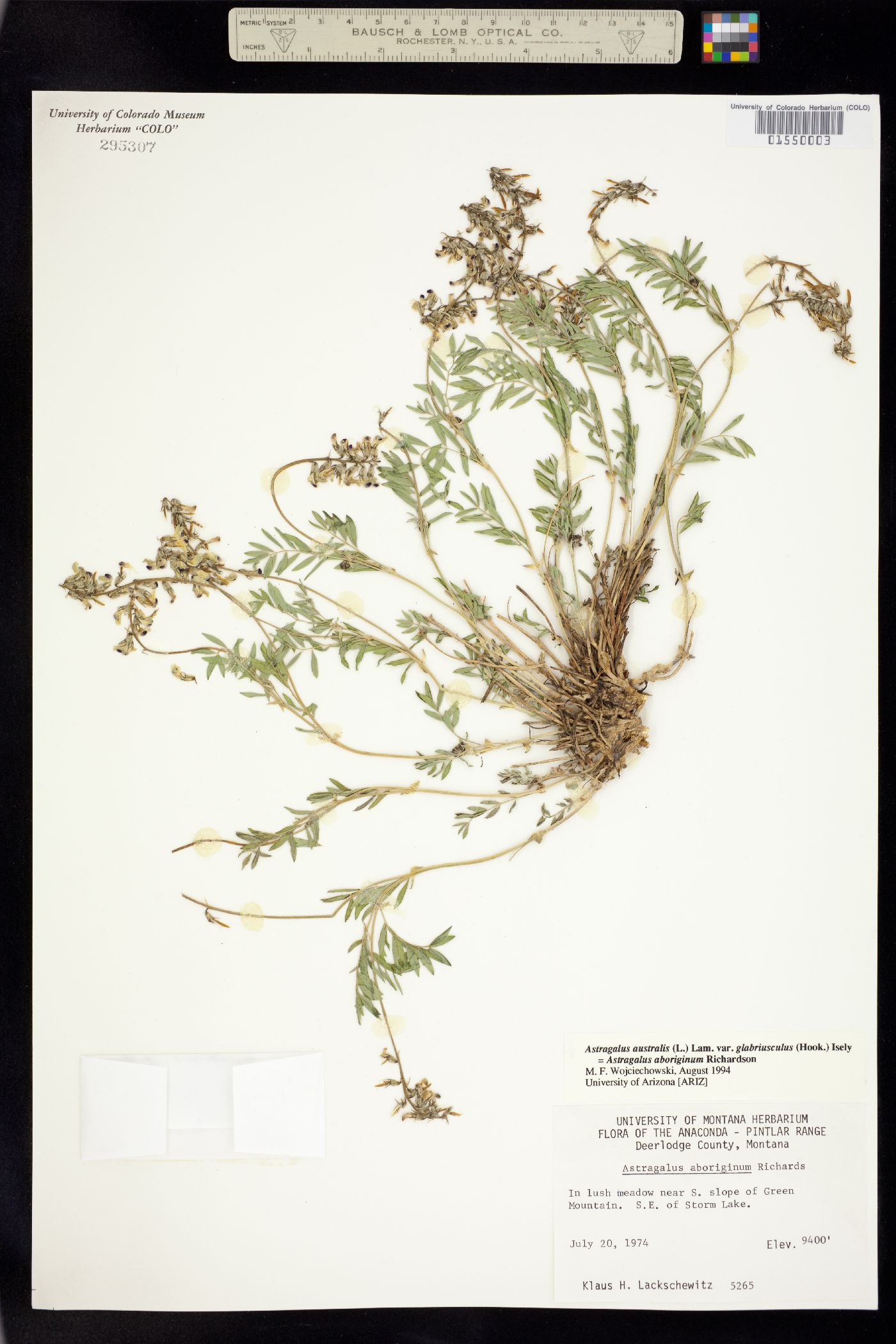 Astragalus australis var. glabriusculus image