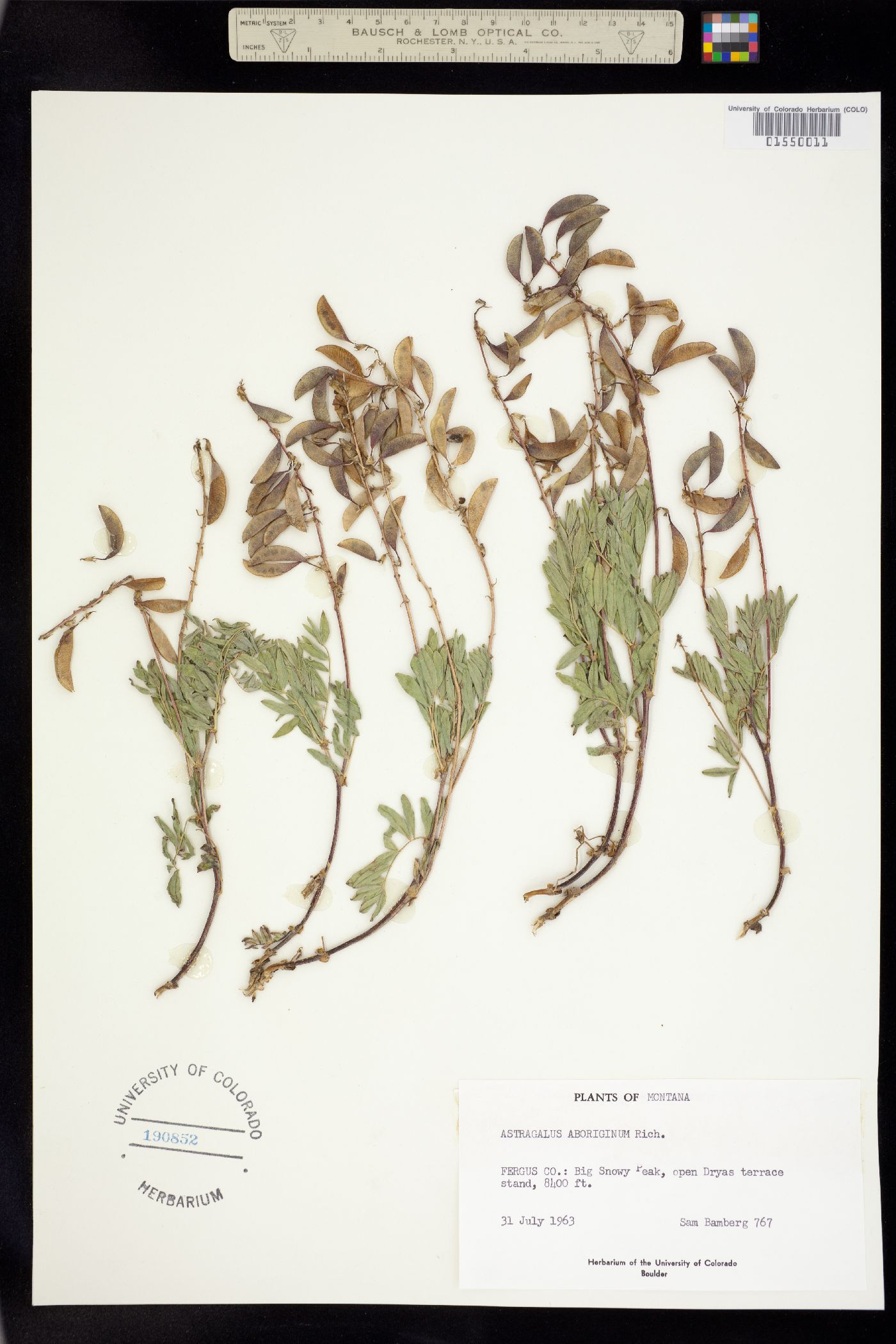 Astragalus australis image