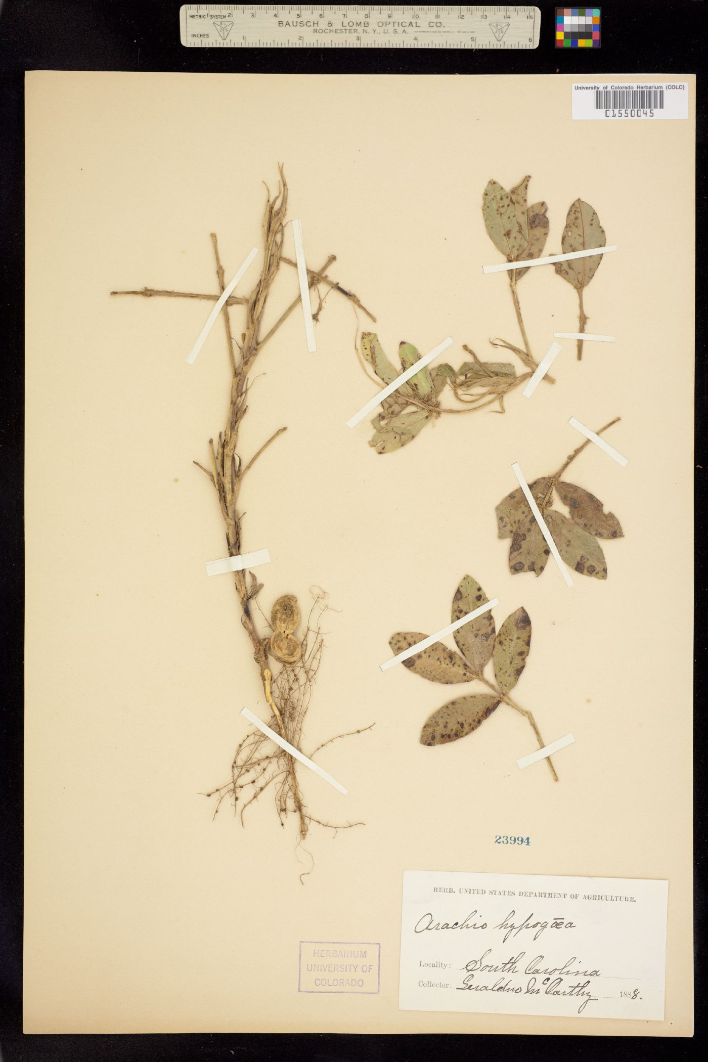 Arachis hypogaea image