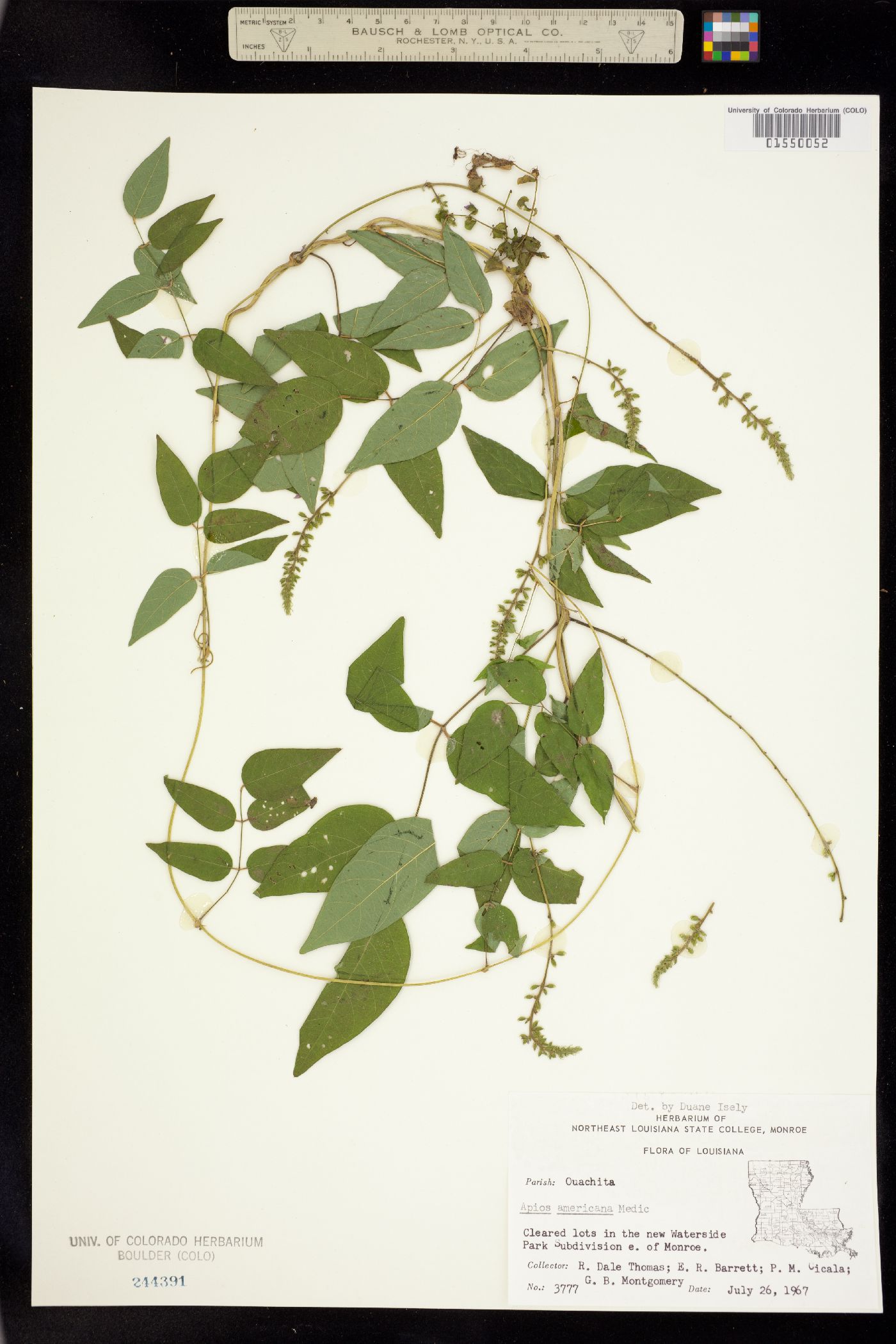 Apios americana image