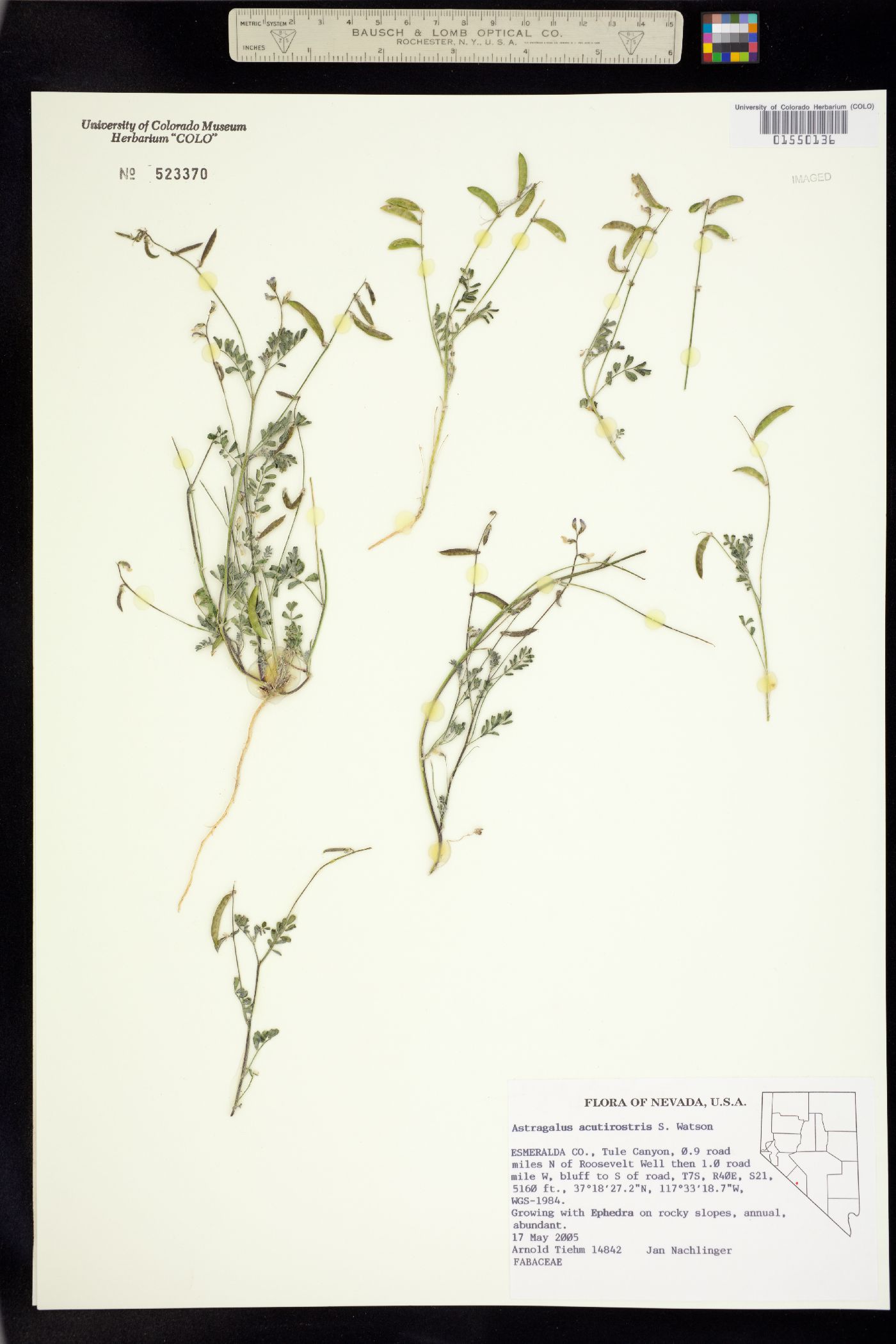 Astragalus acutirostris image