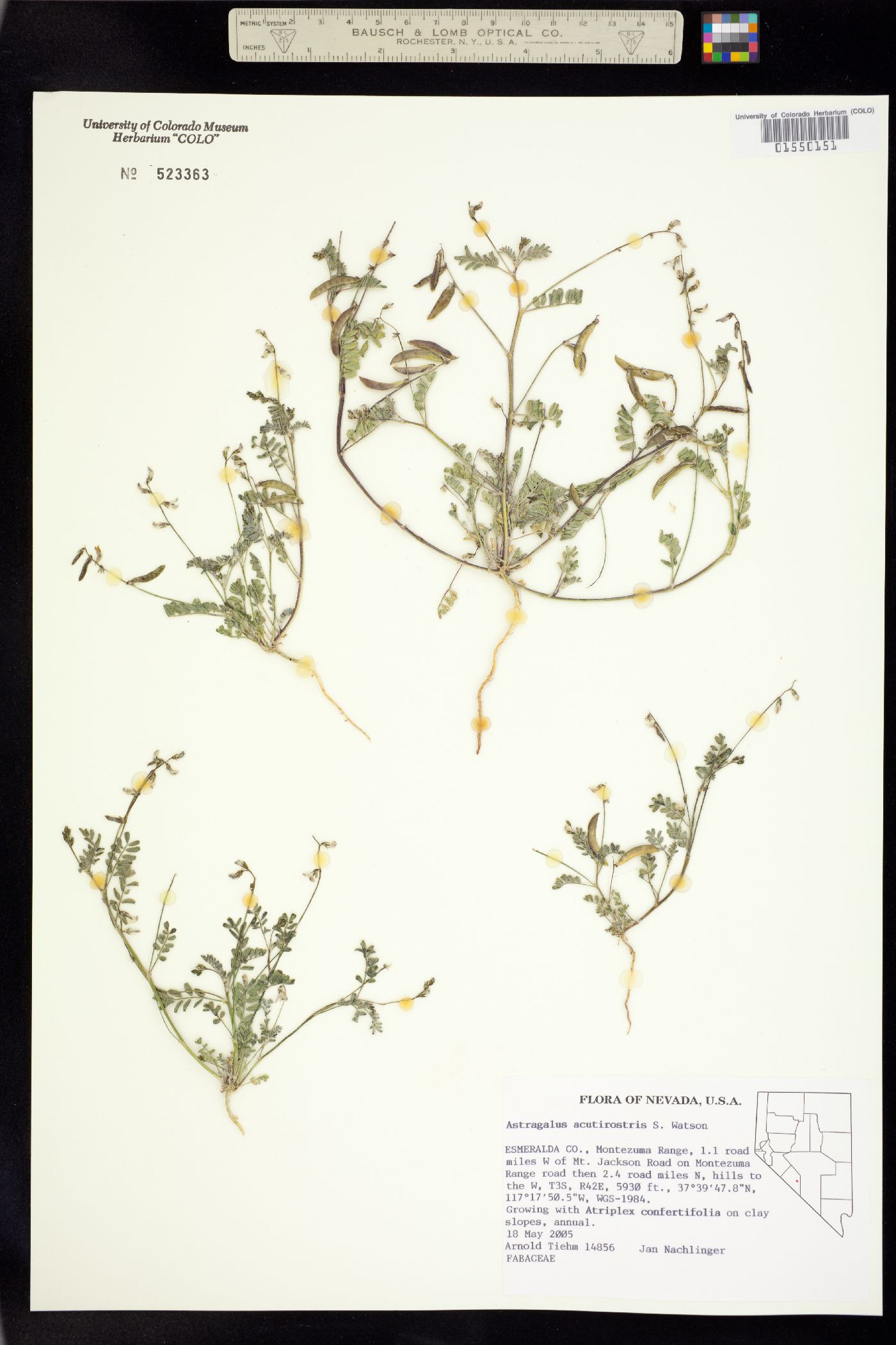 Astragalus acutirostris image
