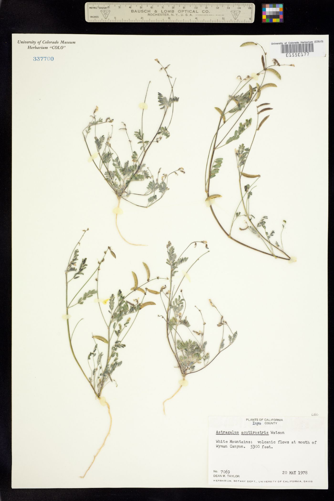 Astragalus acutirostris image