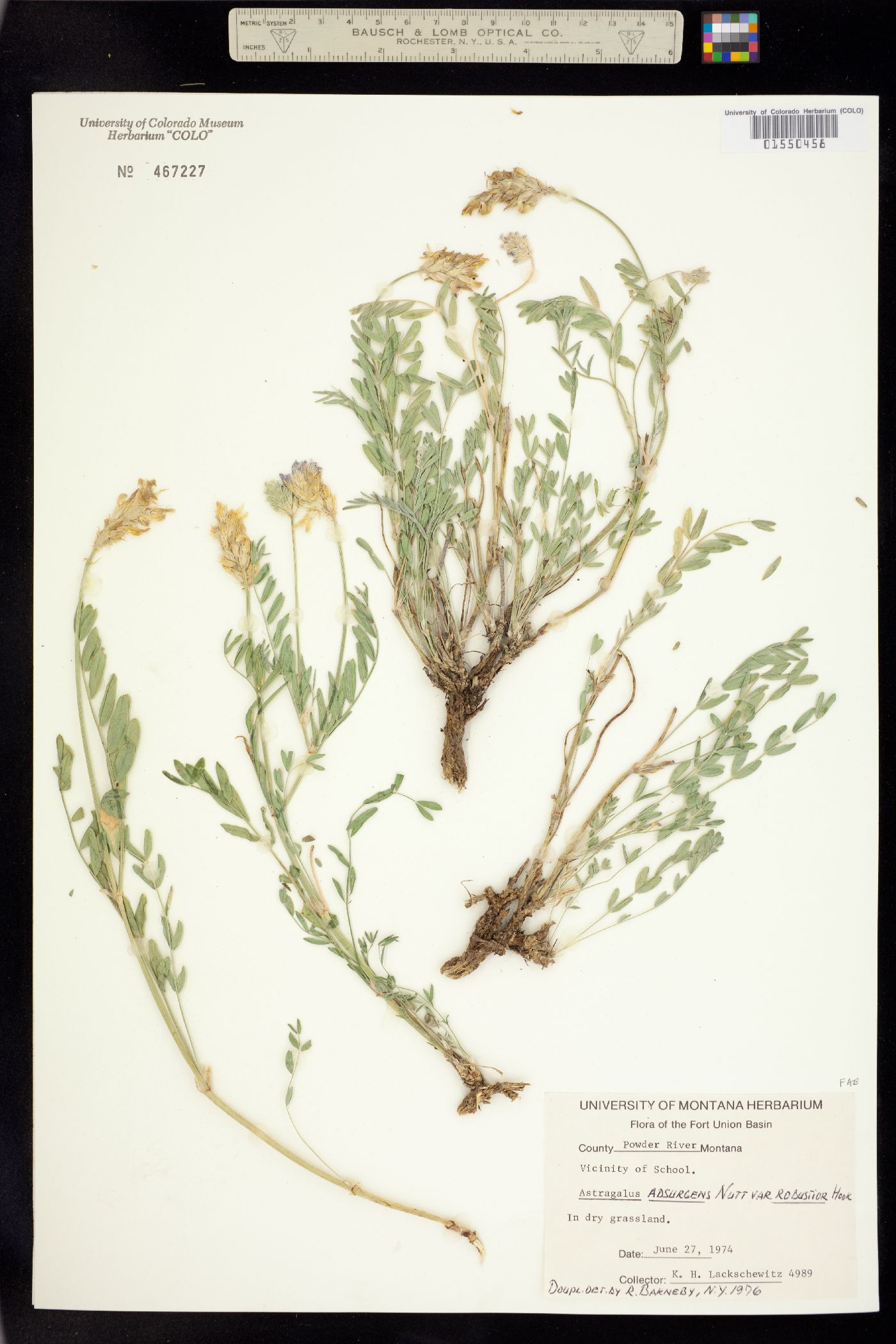 Astragalus adsurgens image