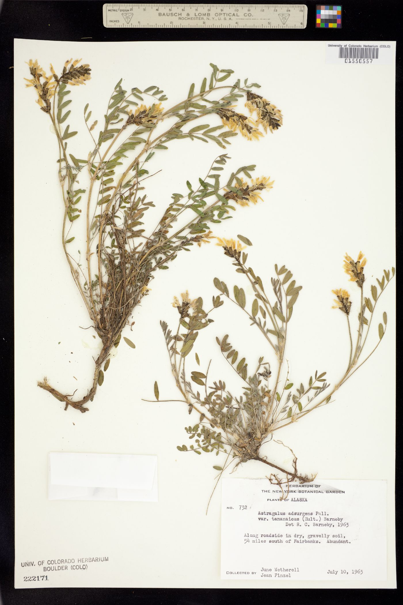 Astragalus agrestis image