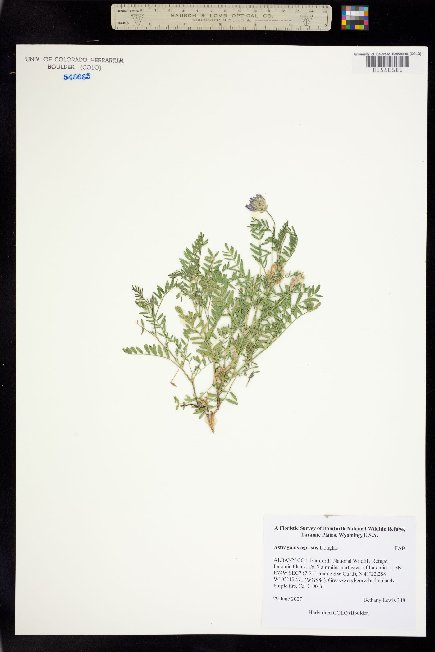 Astragalus agrestis image