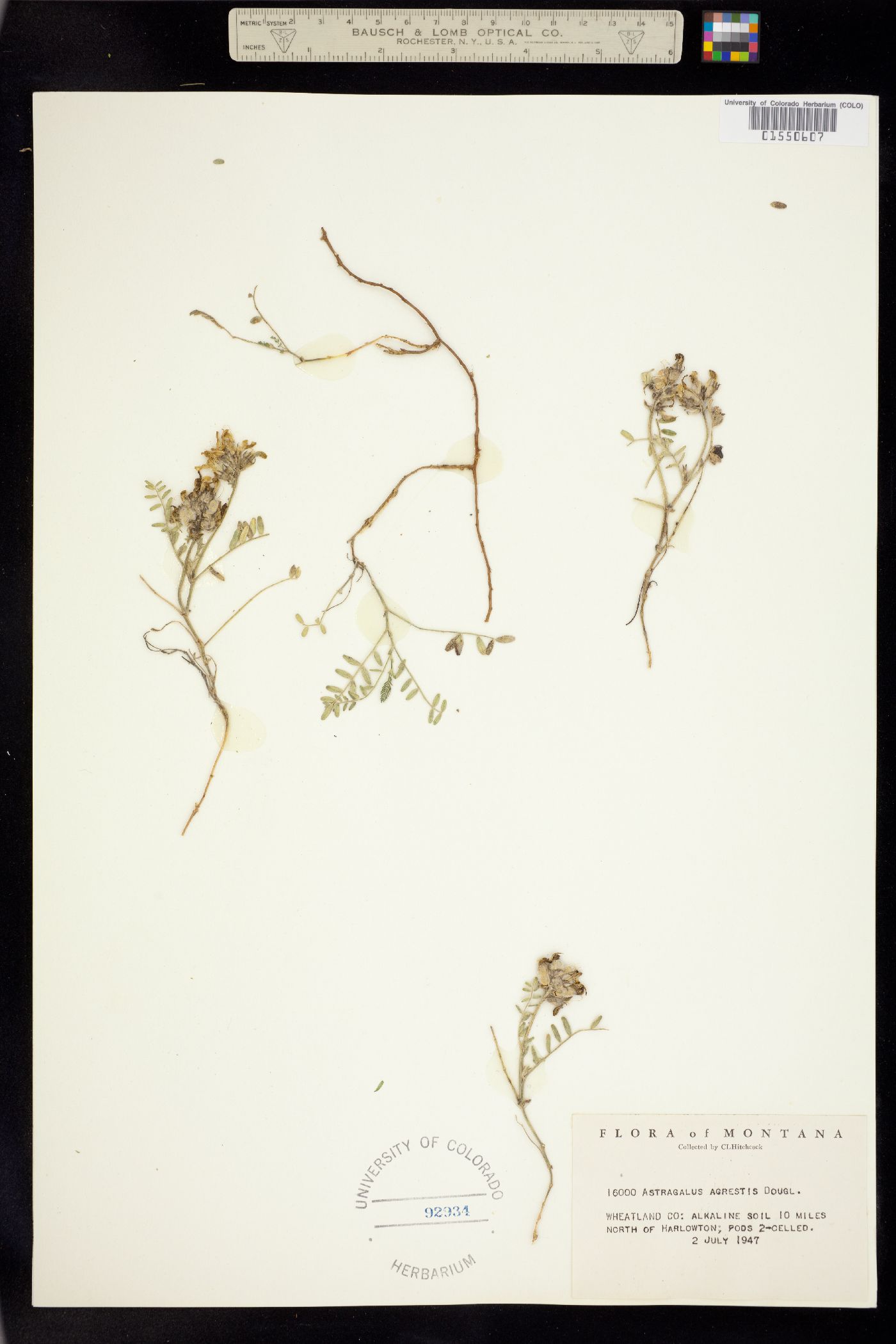 Astragalus agrestis image