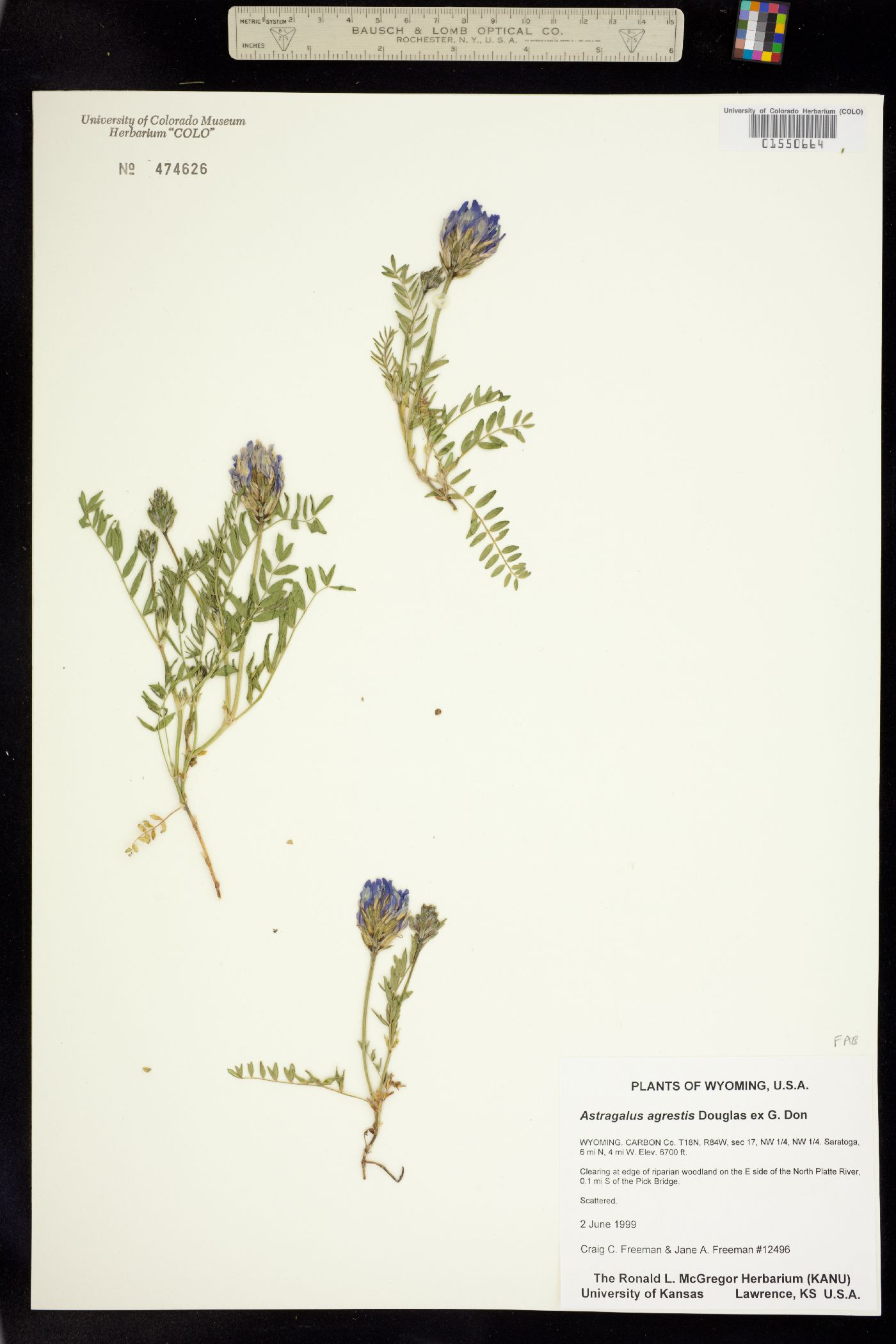 Astragalus agrestis image