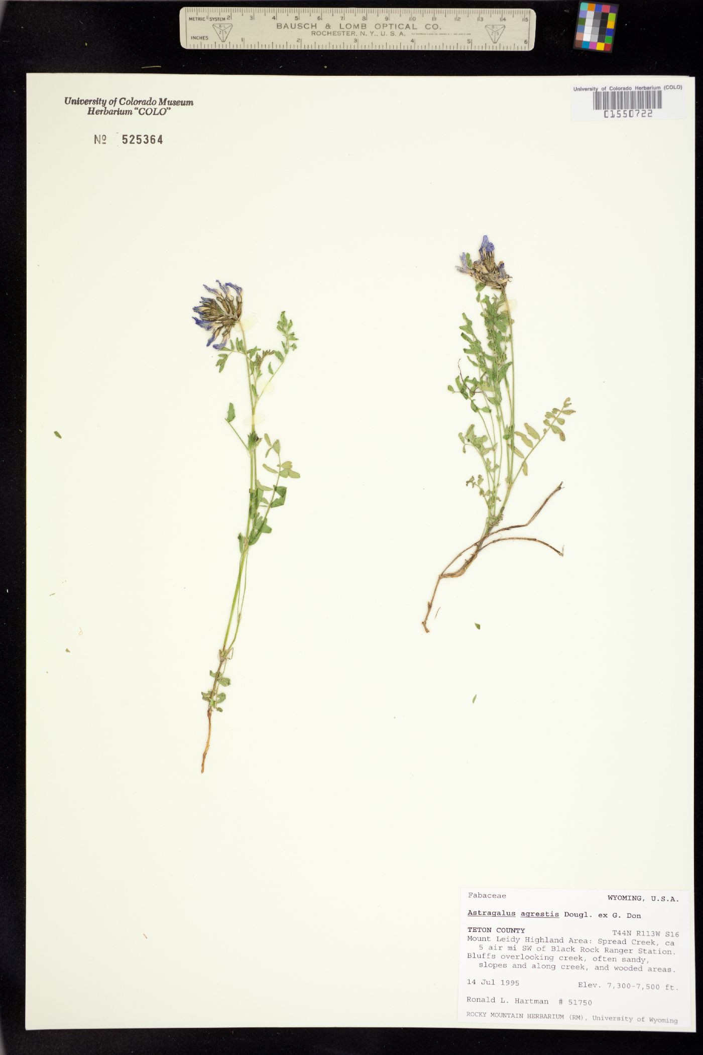 Astragalus agrestis image