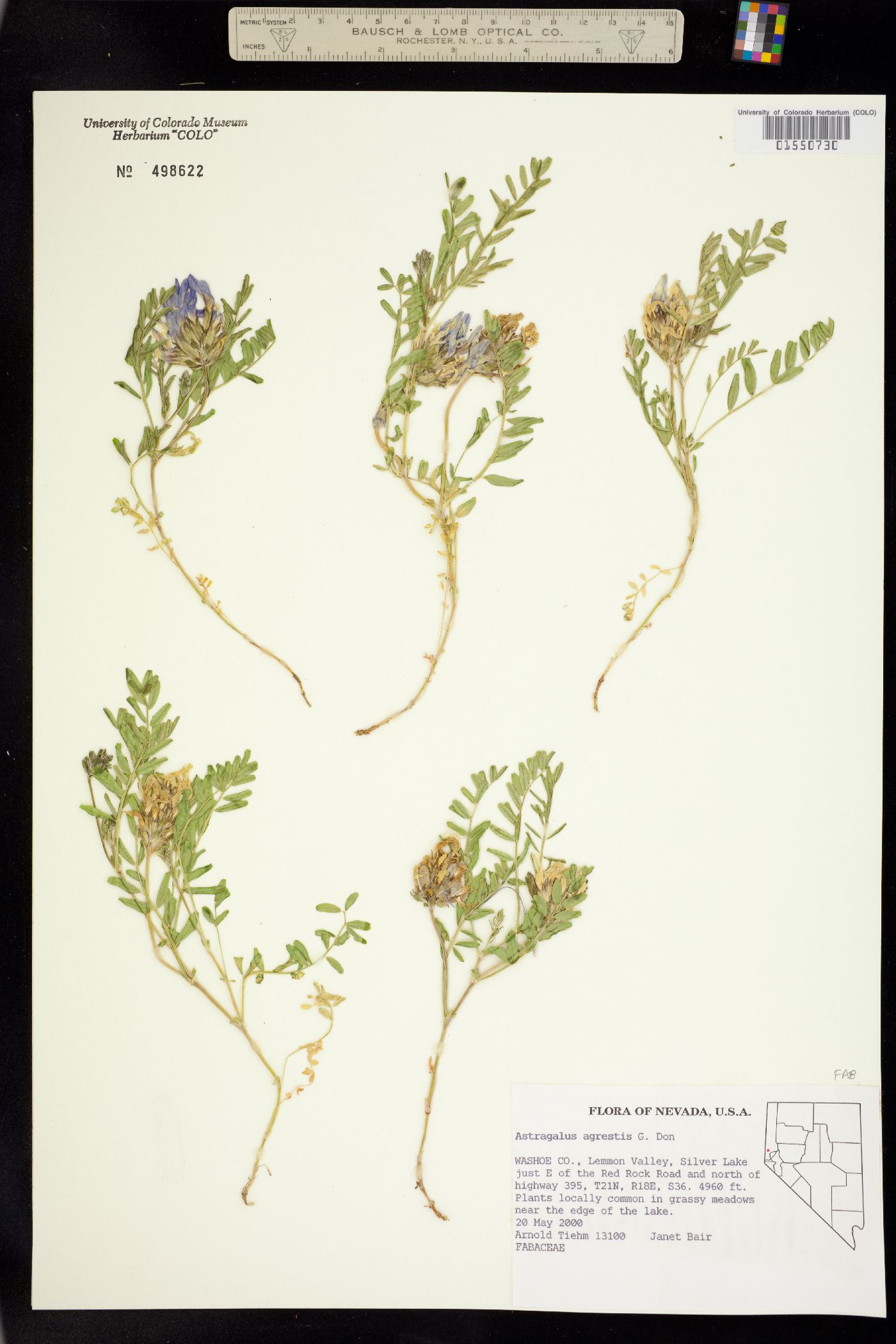 Astragalus agrestis image