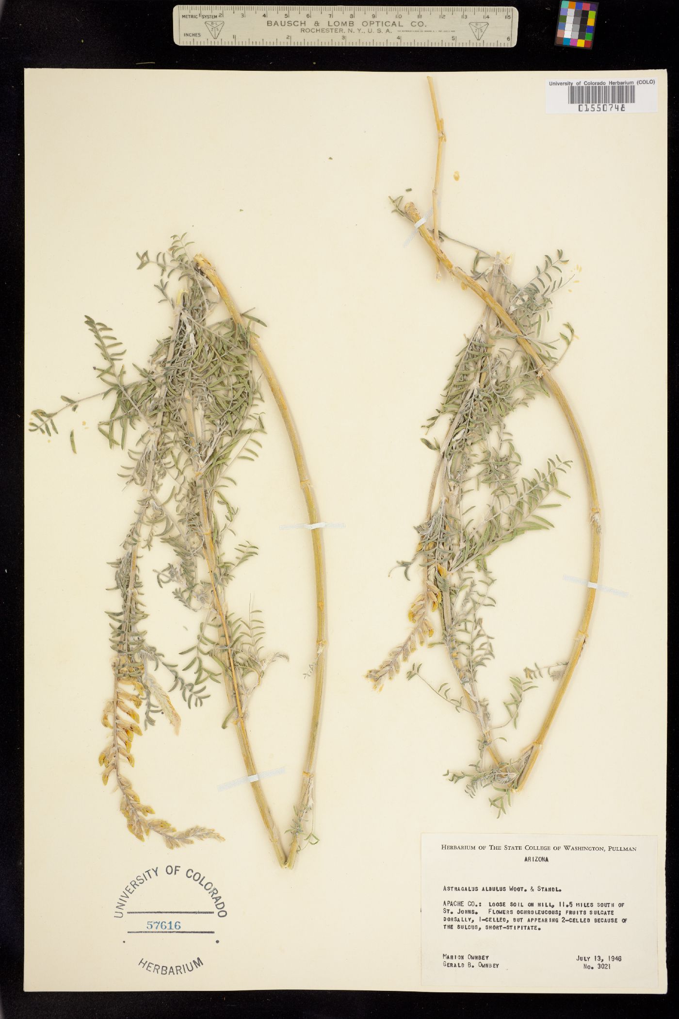 Astragalus albulus image