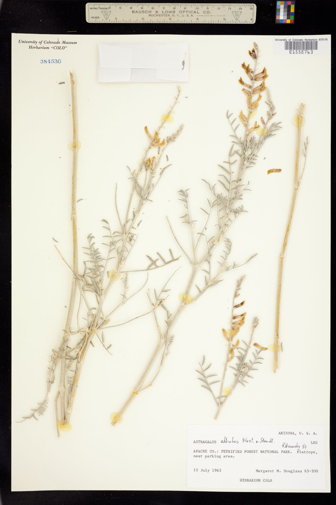 Astragalus albulus image