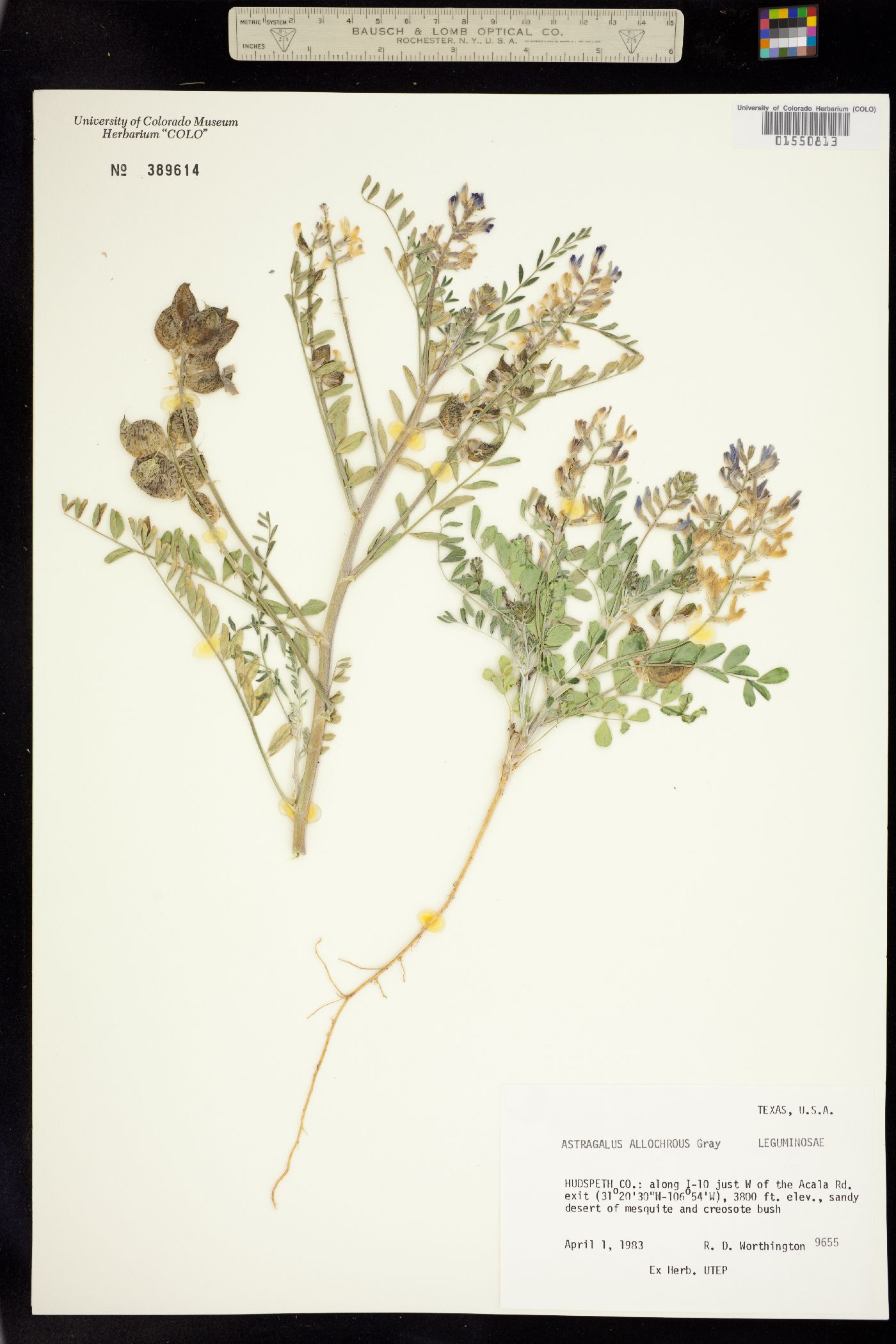 Astragalus allochrous image