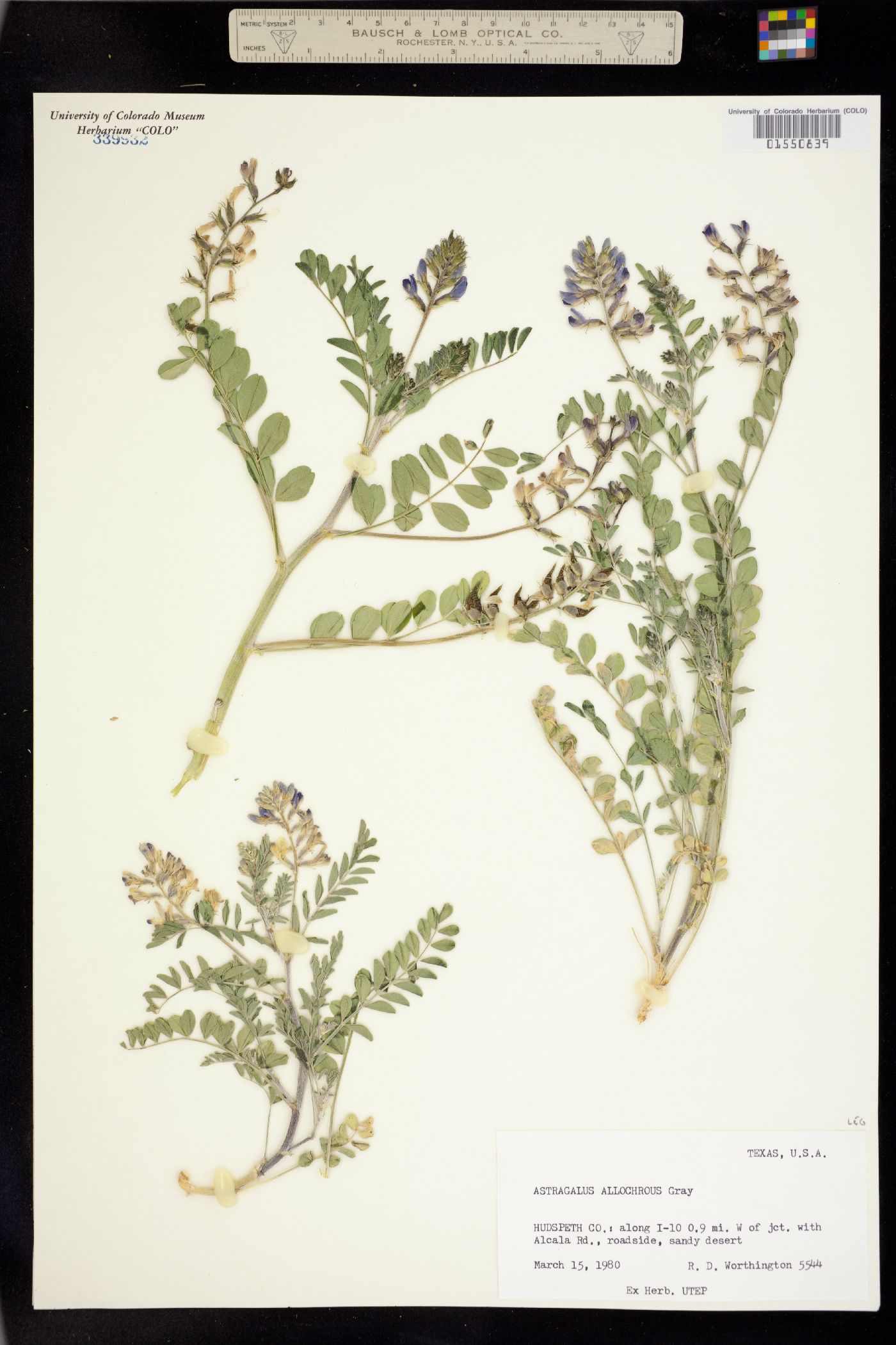 Astragalus allochrous image