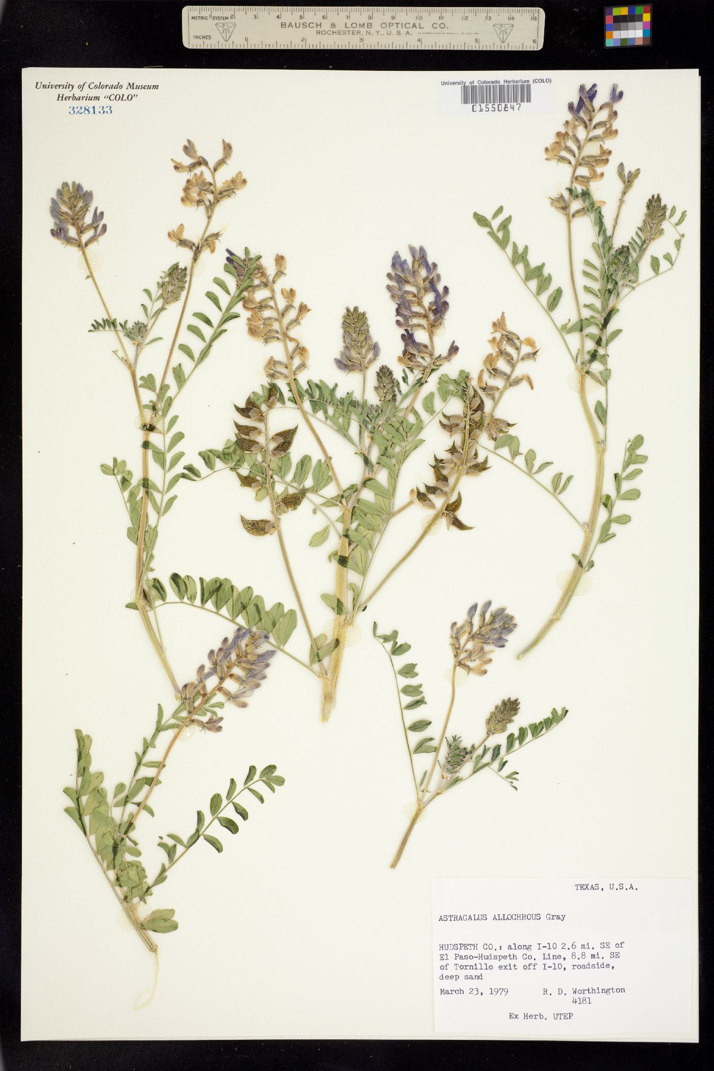 Astragalus allochrous image