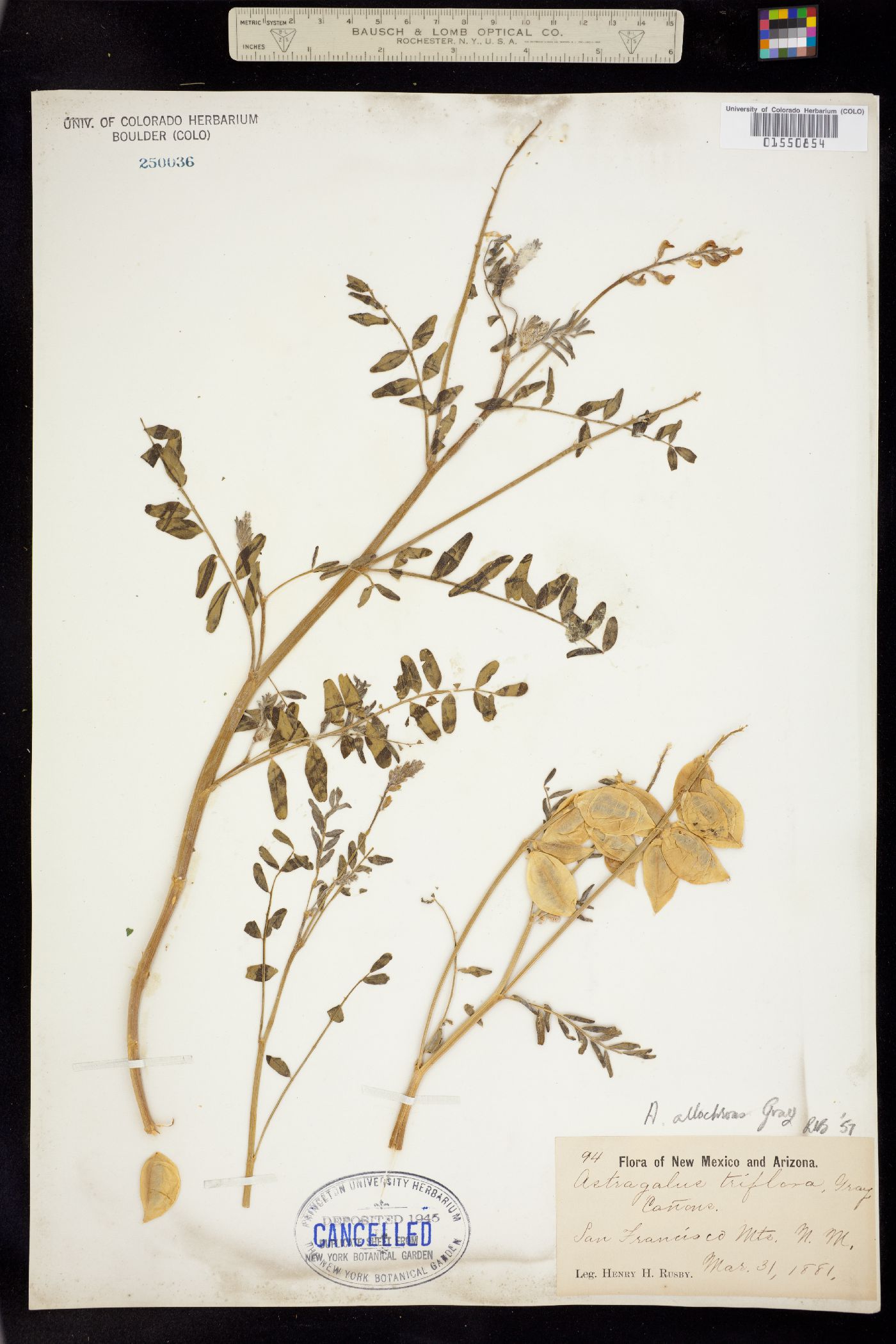 Astragalus allochrous image